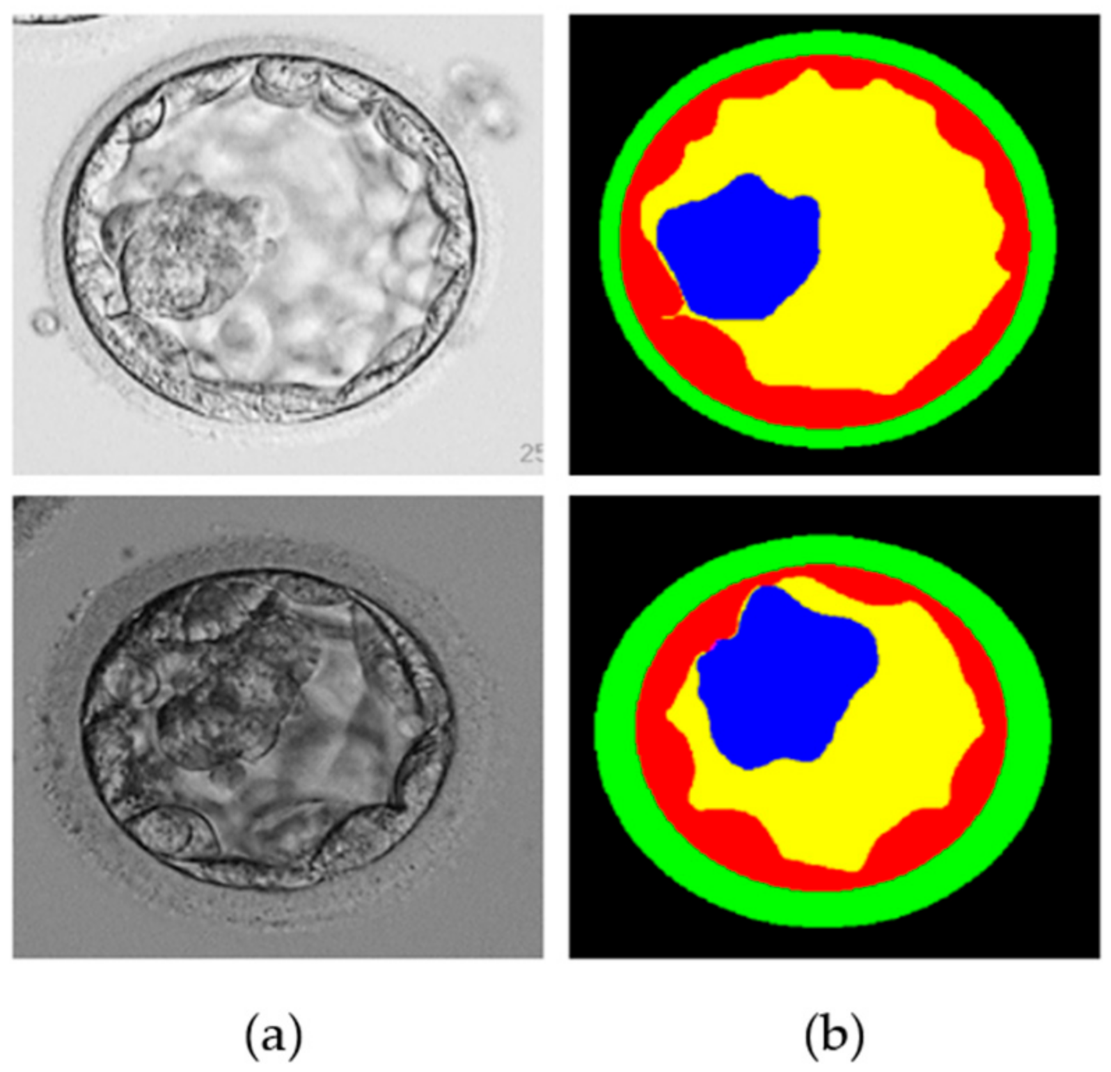 Biomedicines 10 01717 g001