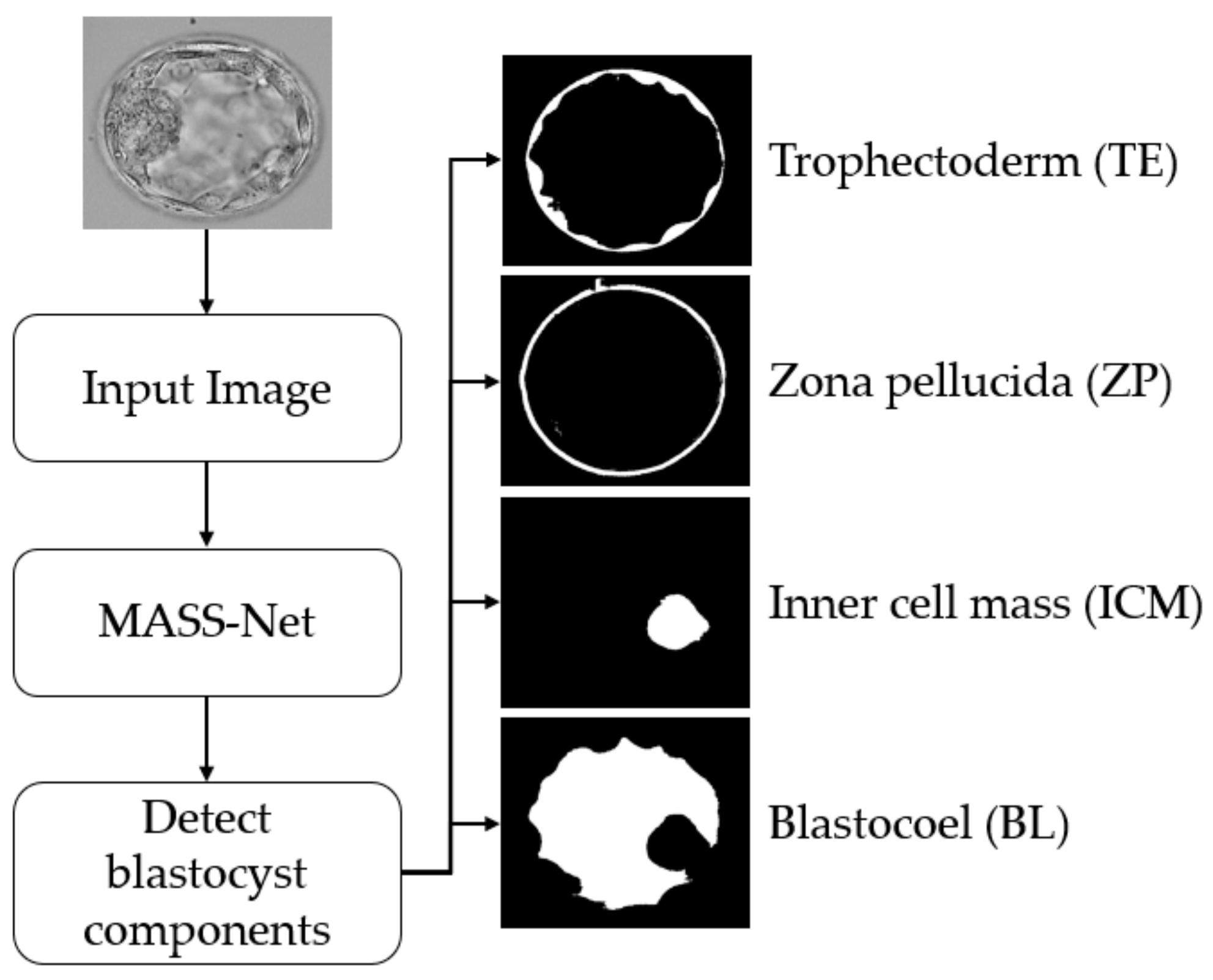 Biomedicines 10 01717 g002