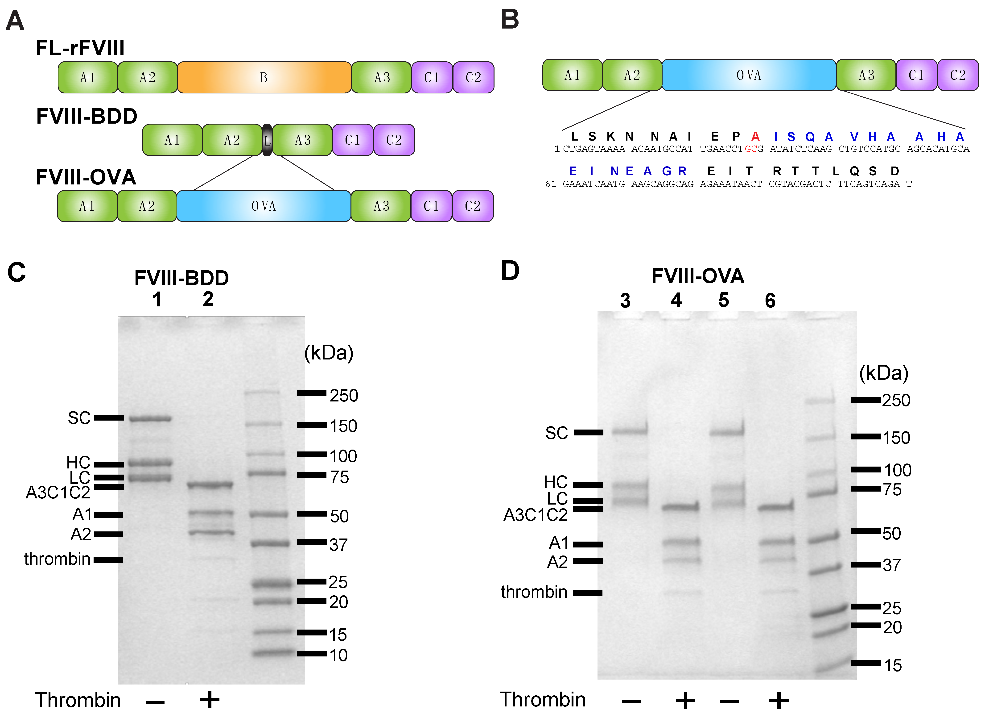 Biomedicines 10 01724 g001