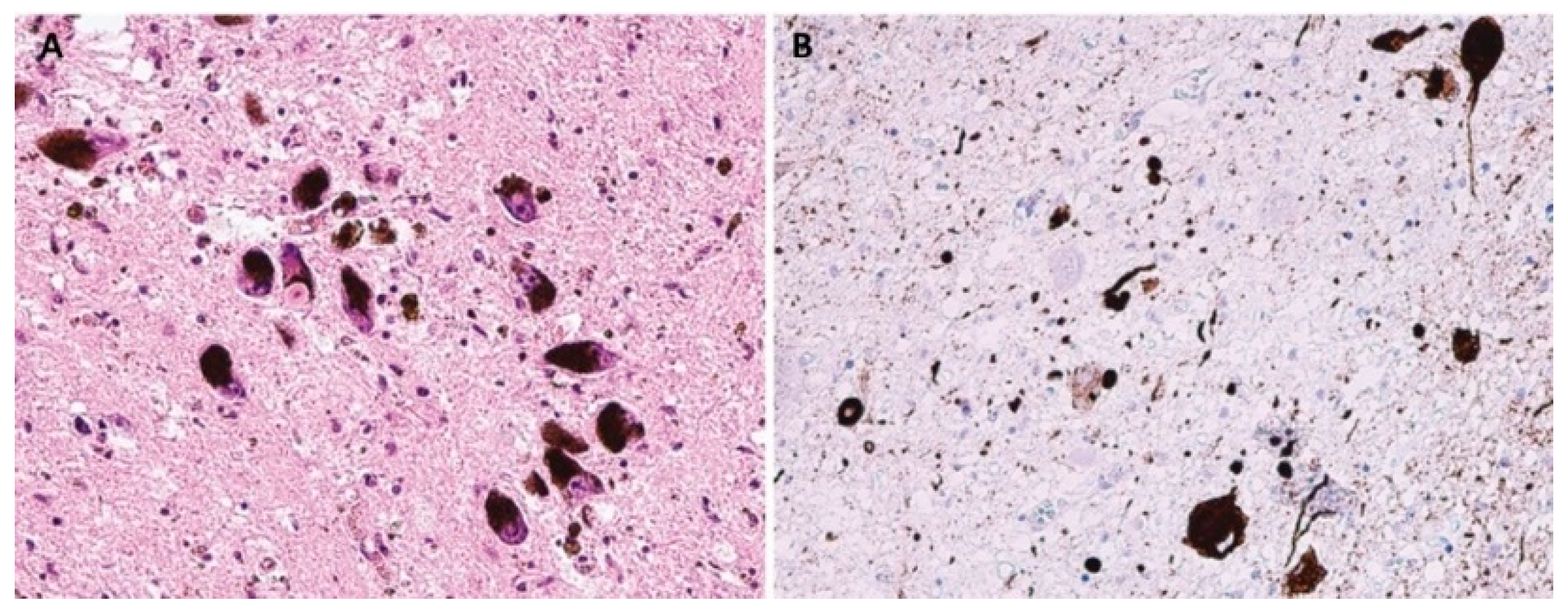 Biomedicines 10 01760 g002