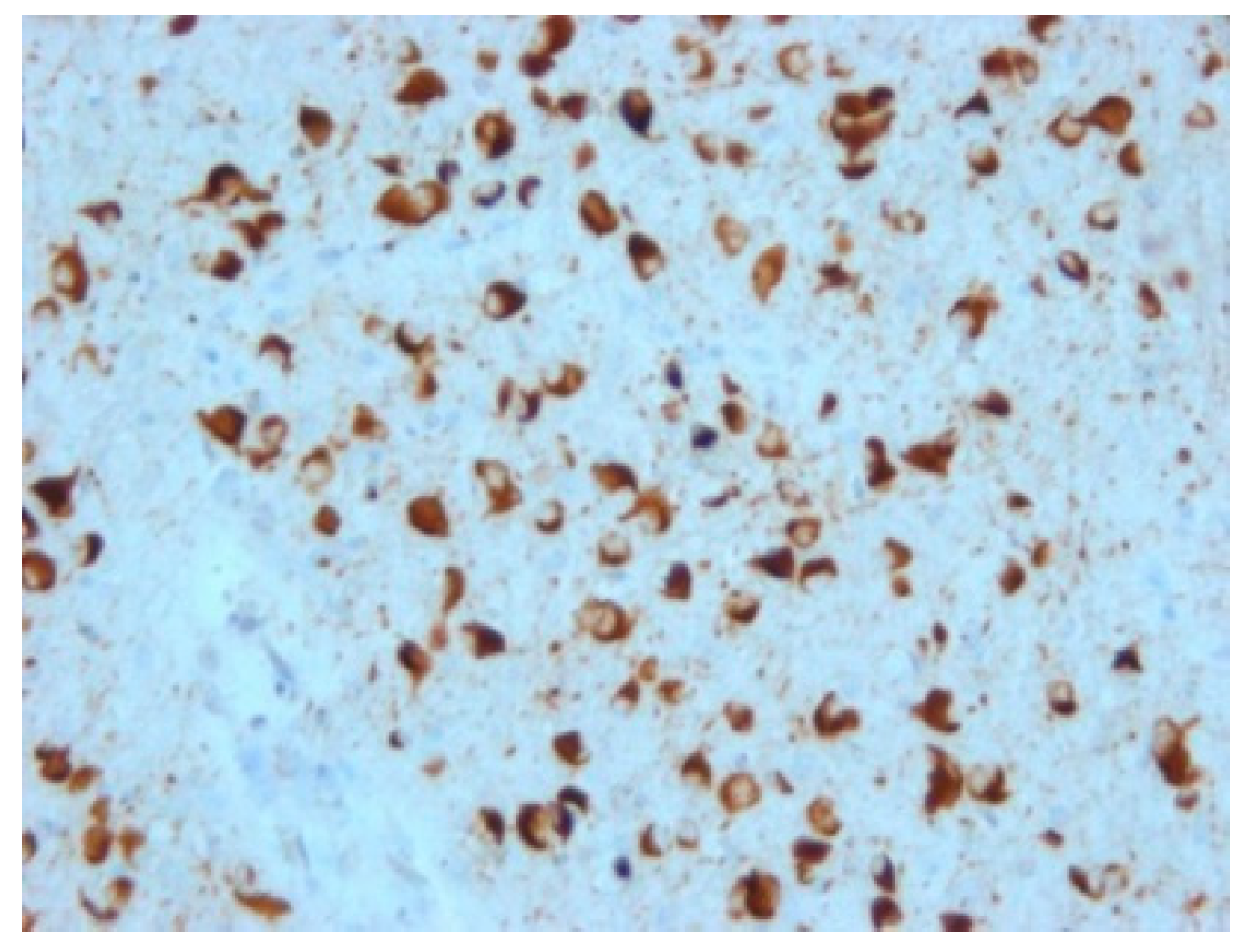 Biomedicines 10 01760 g003