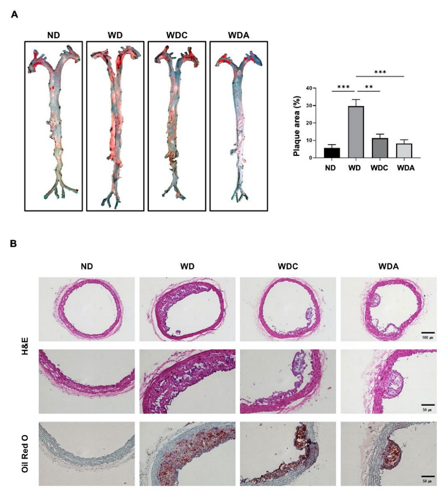 Biomedicines 10 01780 g002