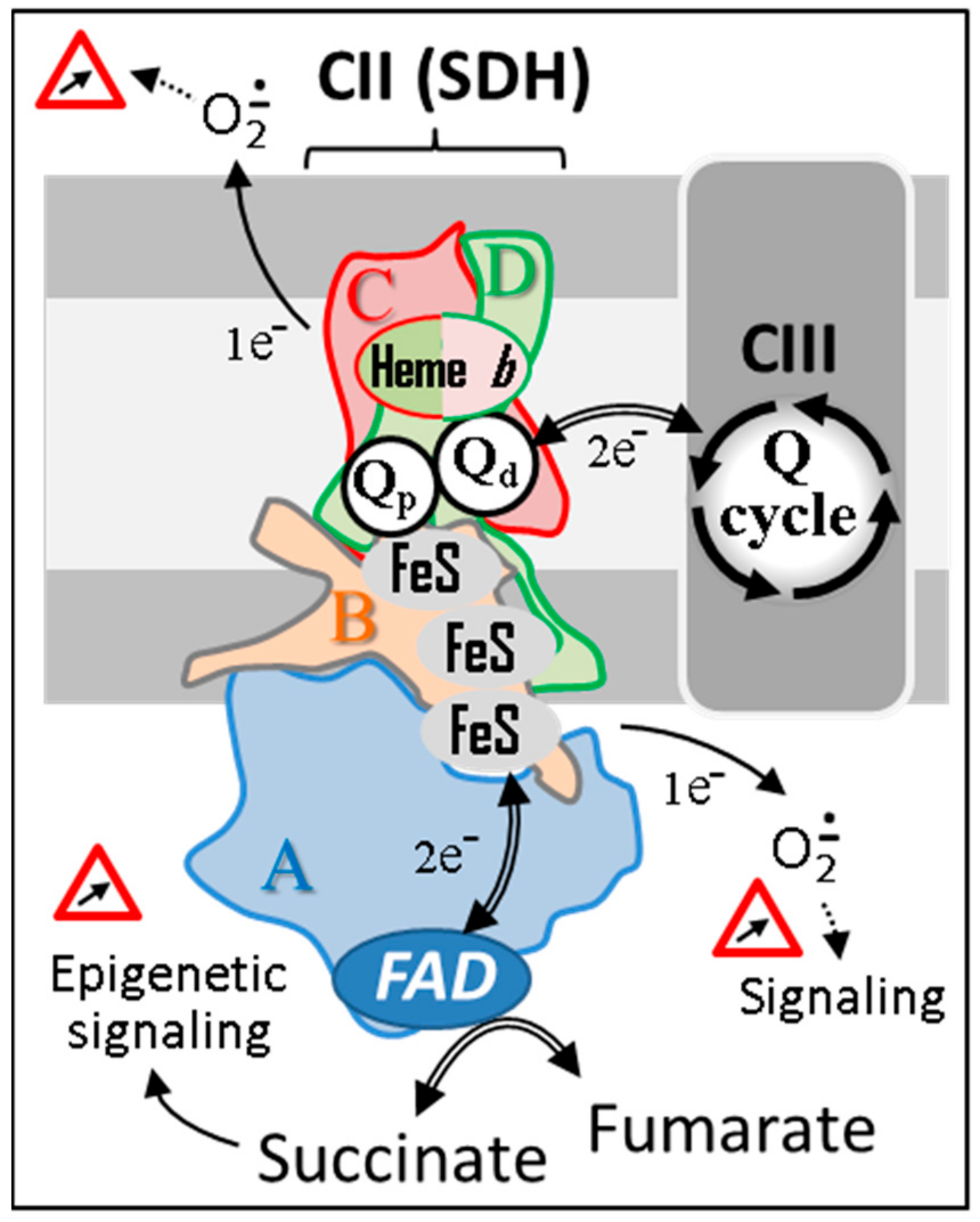 Biomedicines 10 01788 g001