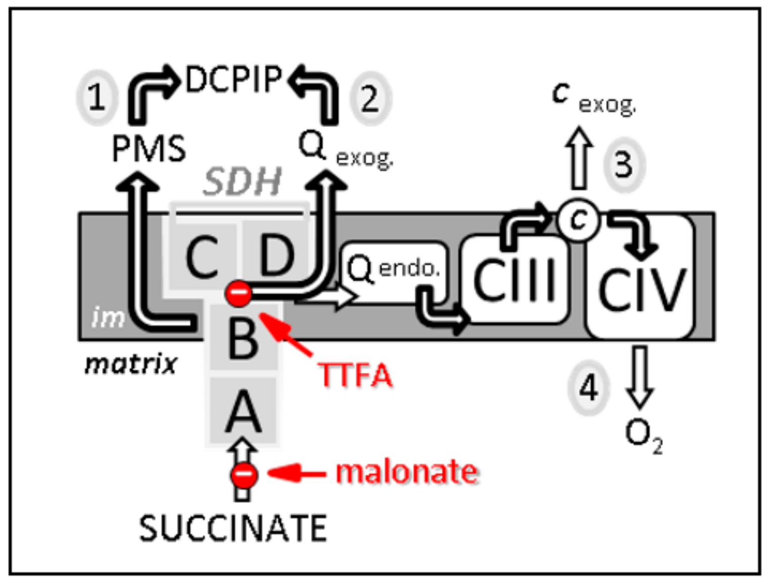 Biomedicines 10 01788 g002