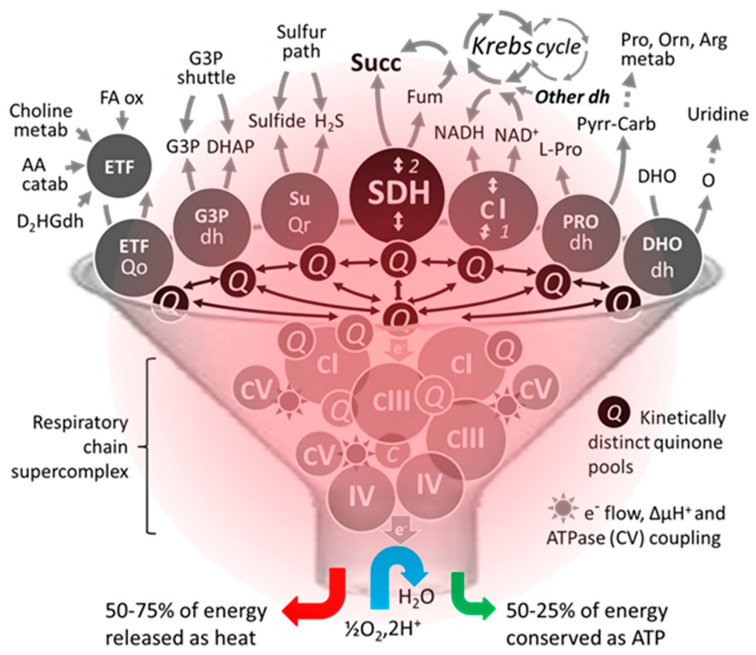 Biomedicines 10 01788 g003