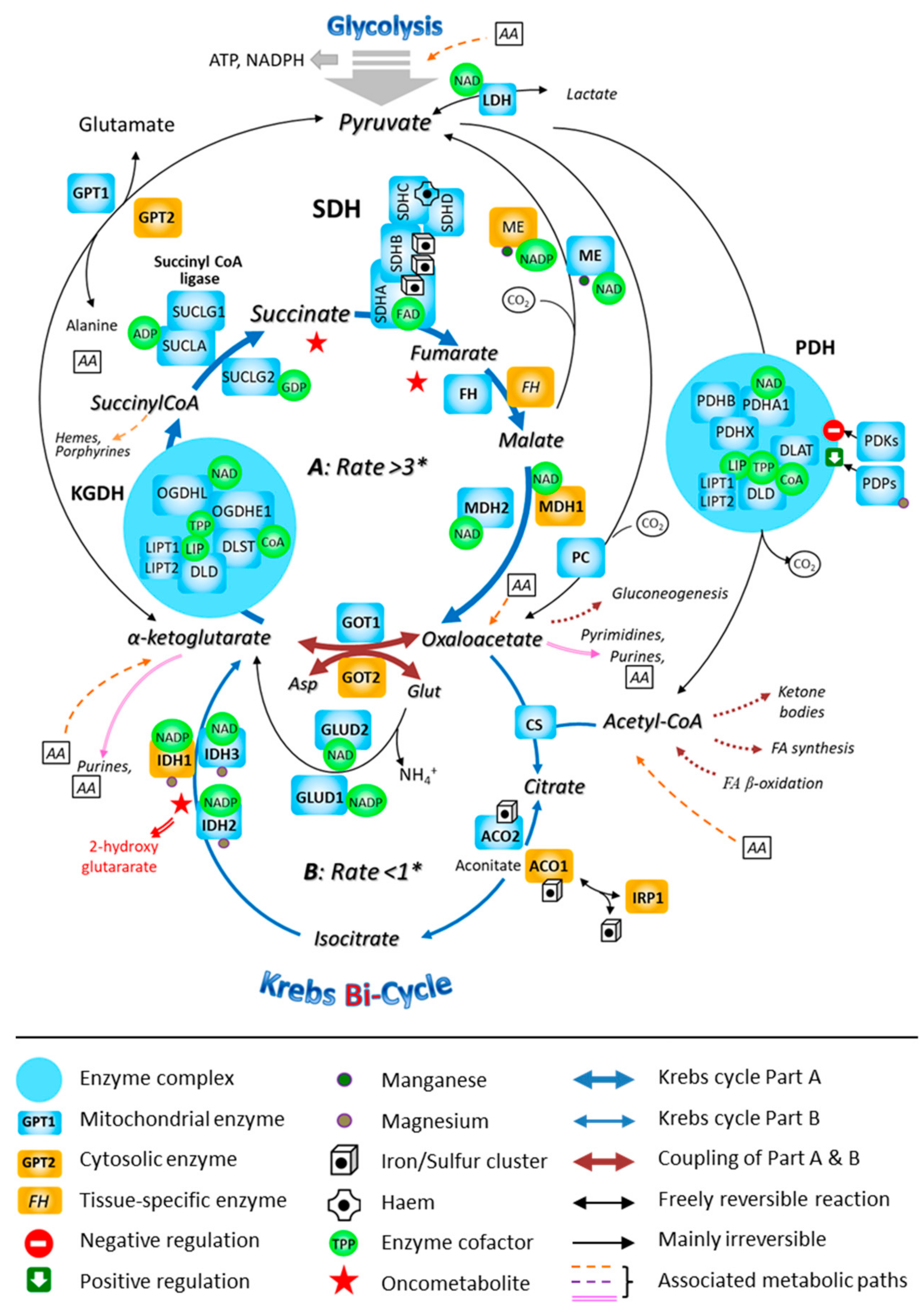Biomedicines 10 01788 g004