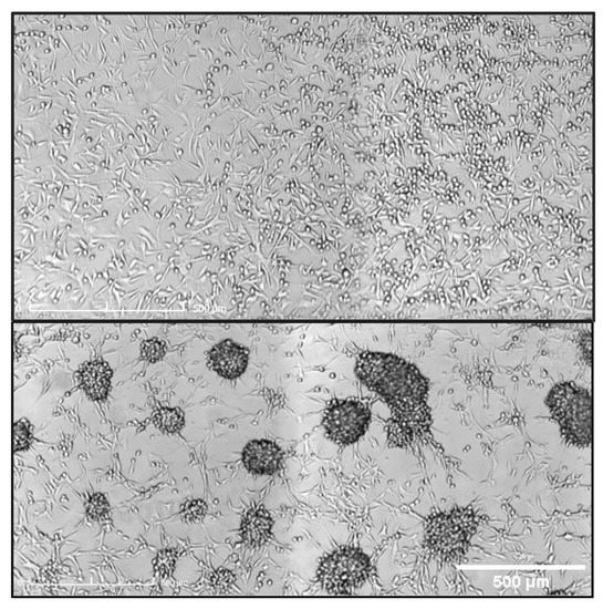 Biomedicines 10 01796 g0a2 550