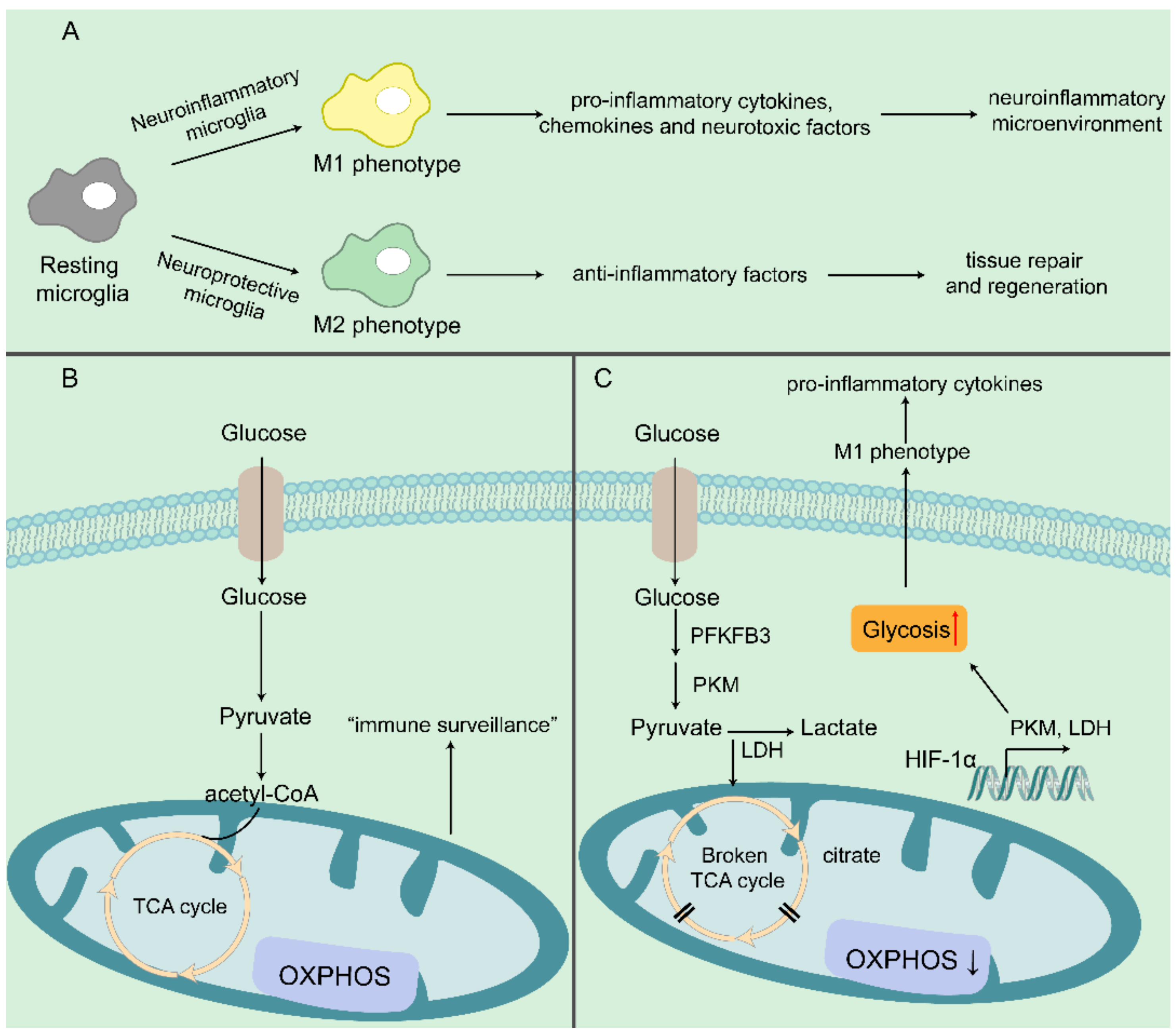 Biomedicines 10 01800 g002