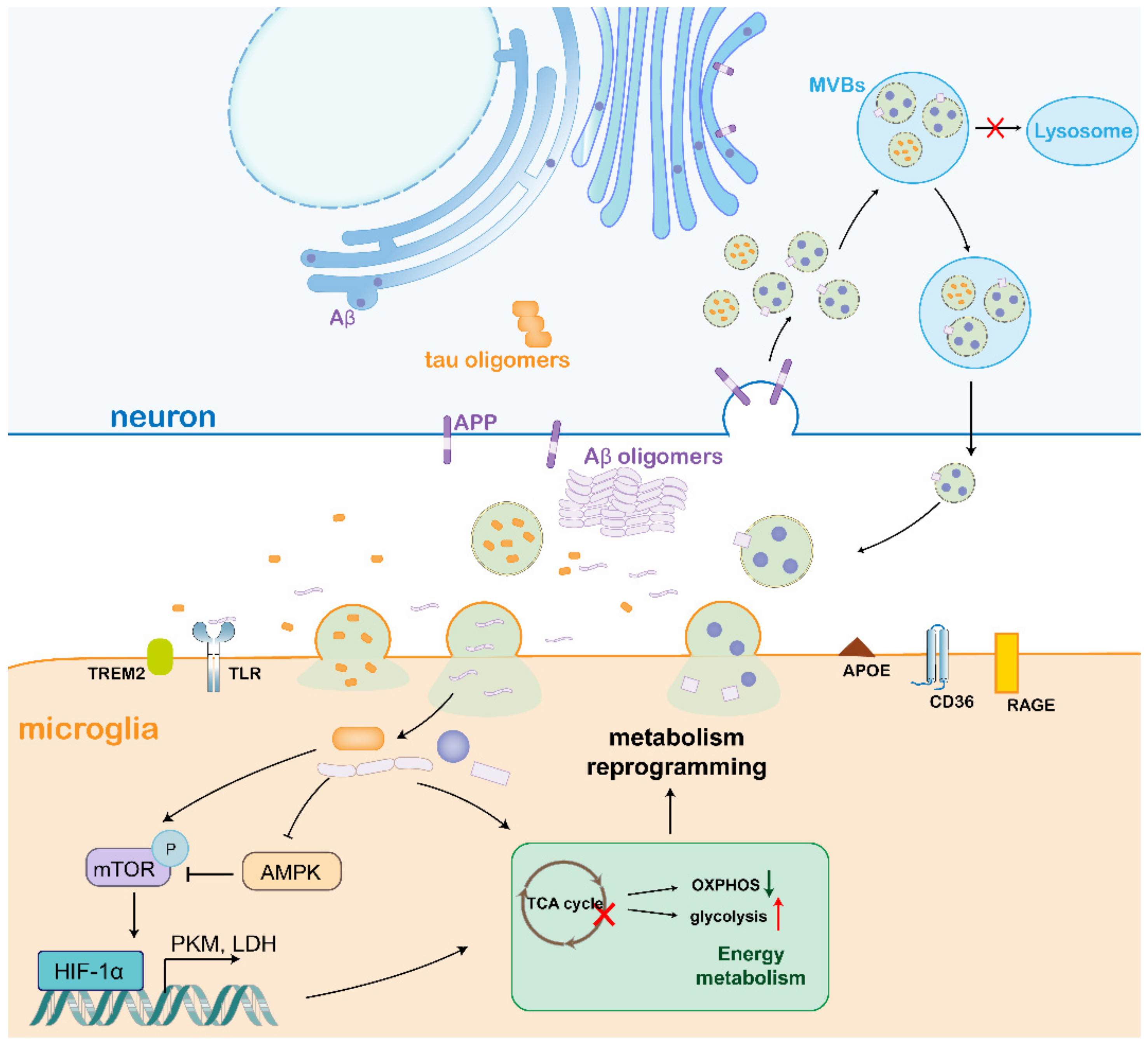 Biomedicines 10 01800 g003
