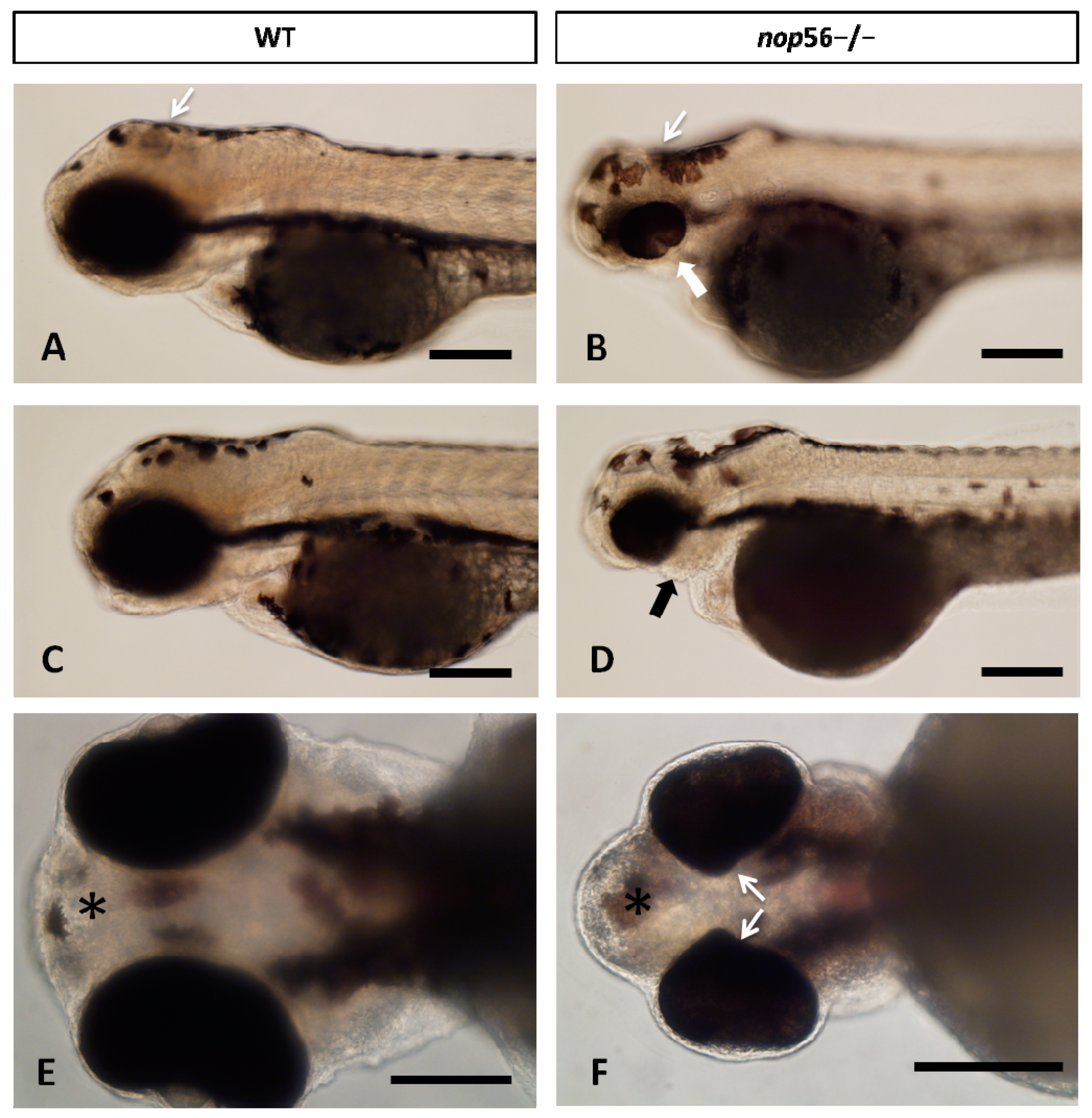 Biomedicines 10 01814 g002 Biomedicines 10 01814 g002