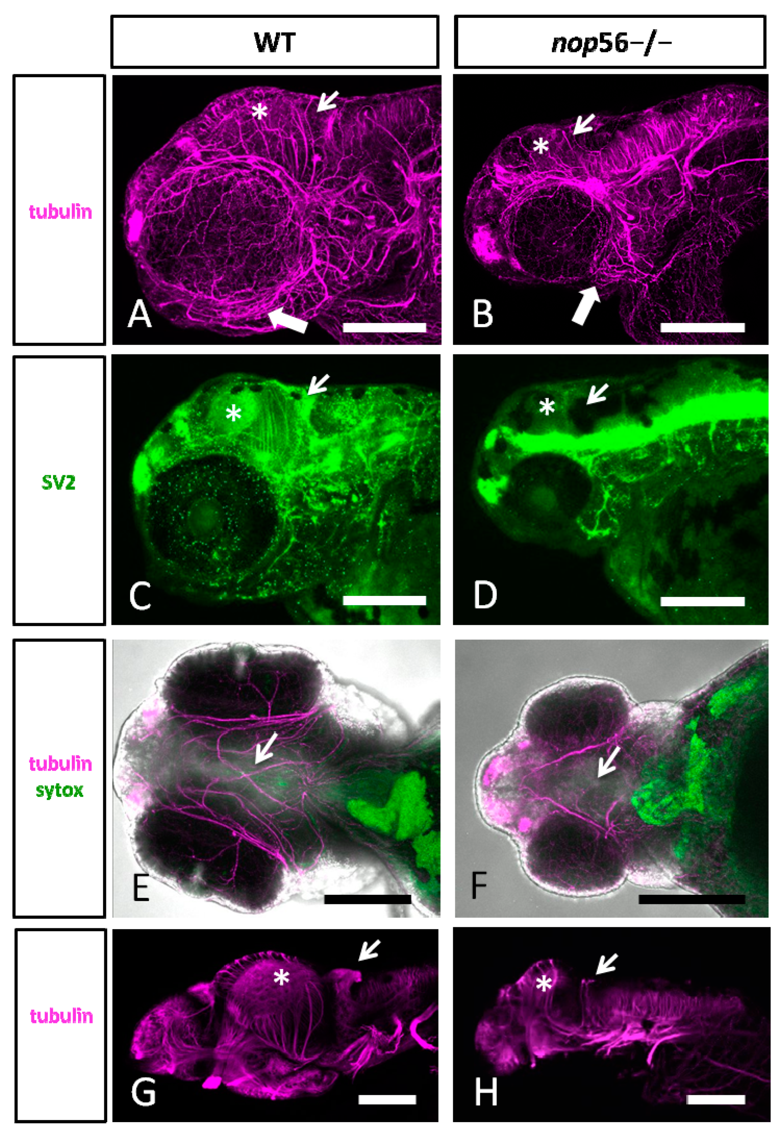 Biomedicines 10 01814 g004 Biomedicines 10 01814 g004
