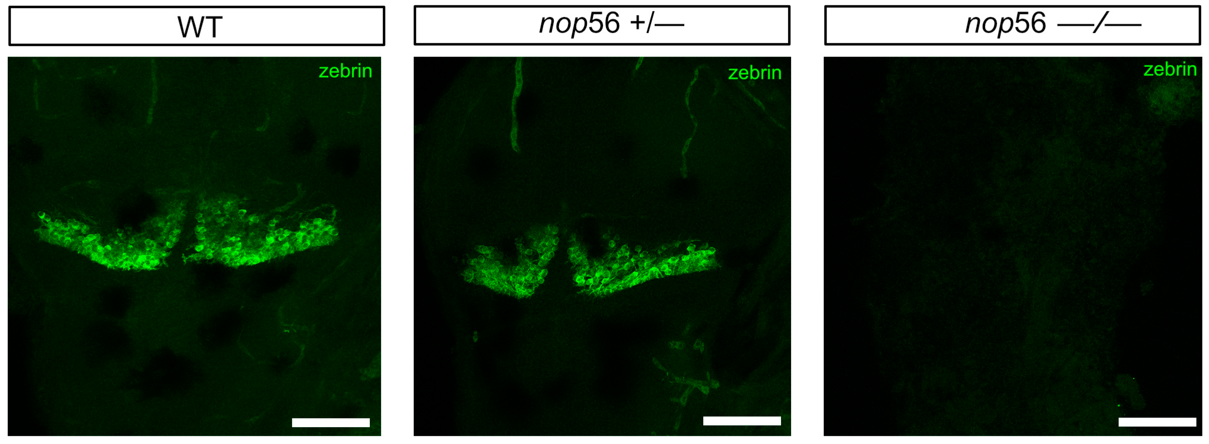 Biomedicines 10 01814 g005 Biomedicines 10 01814 g005