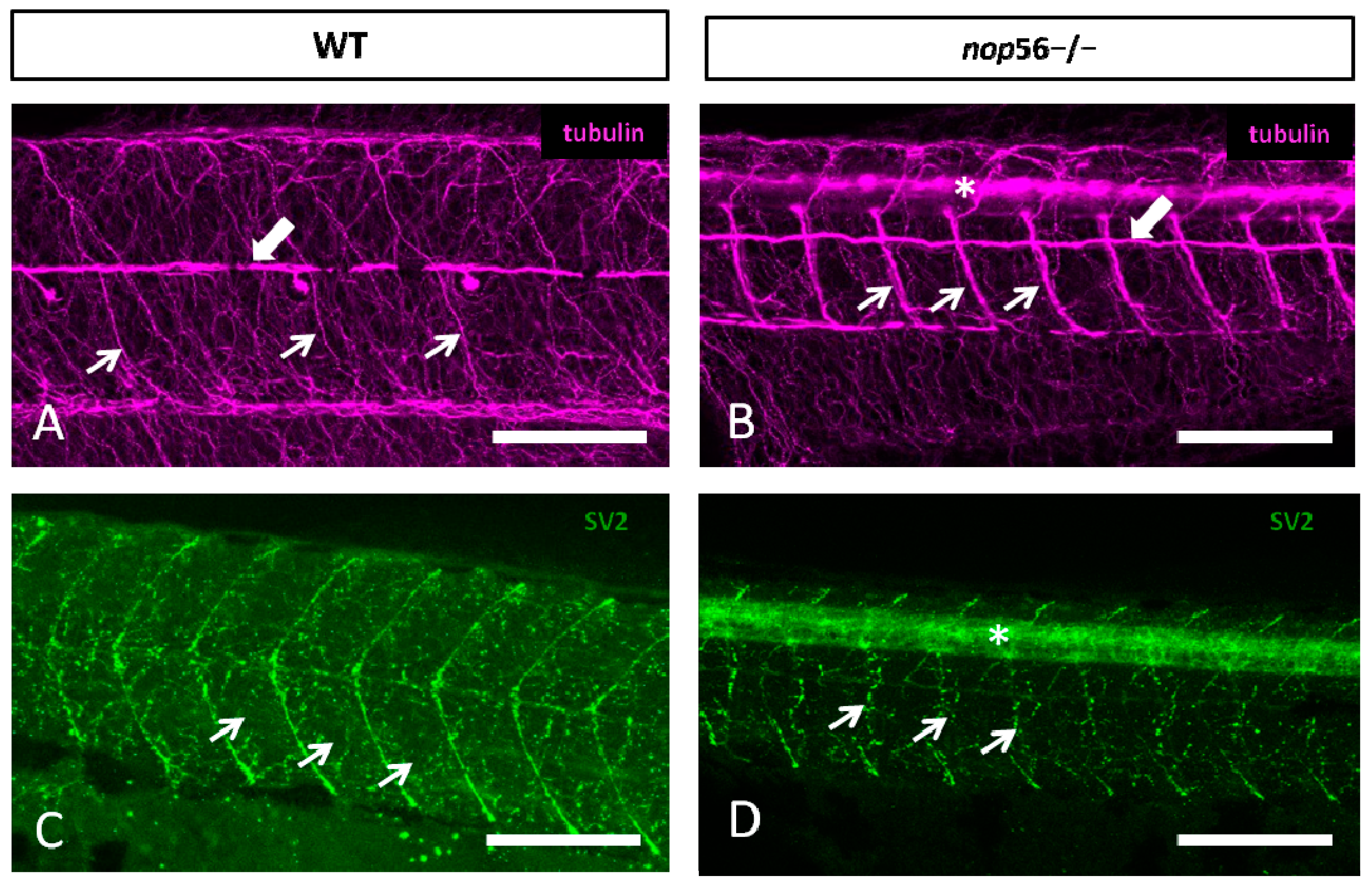 Biomedicines 10 01814 g006 Biomedicines 10 01814 g006