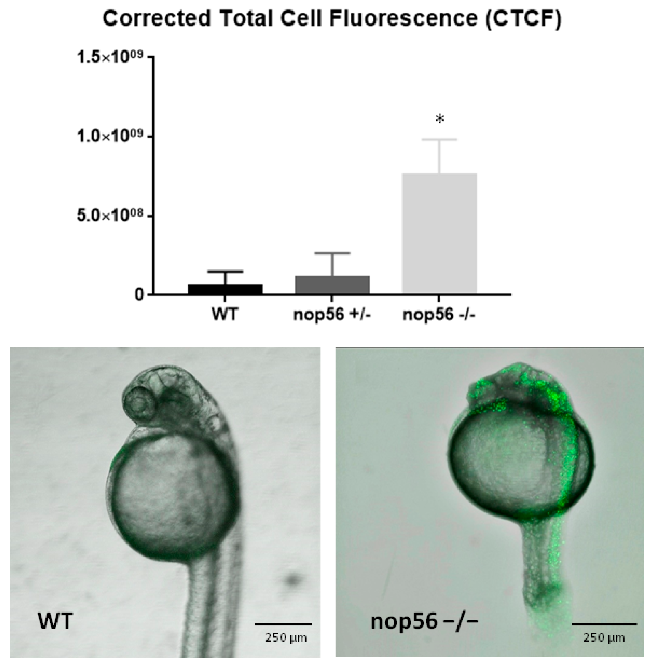 Biomedicines 10 01814 g008 Biomedicines 10 01814 g008