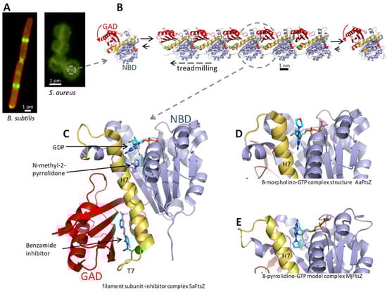 Biomedicines 10 01825 g001