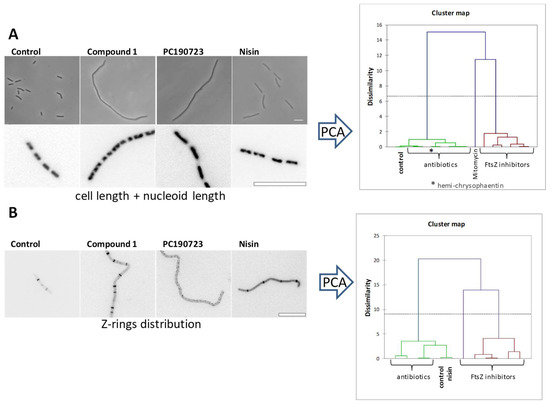 Biomedicines 10 01825 g004