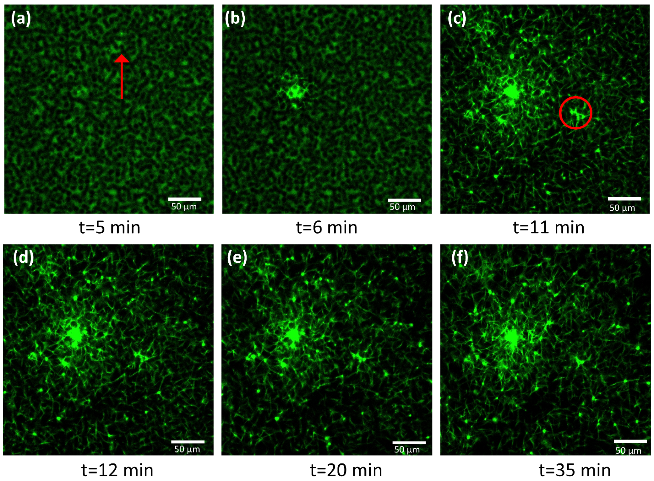 Biomedicines 10 01833 g005 Biomedicines 10 01833 g005