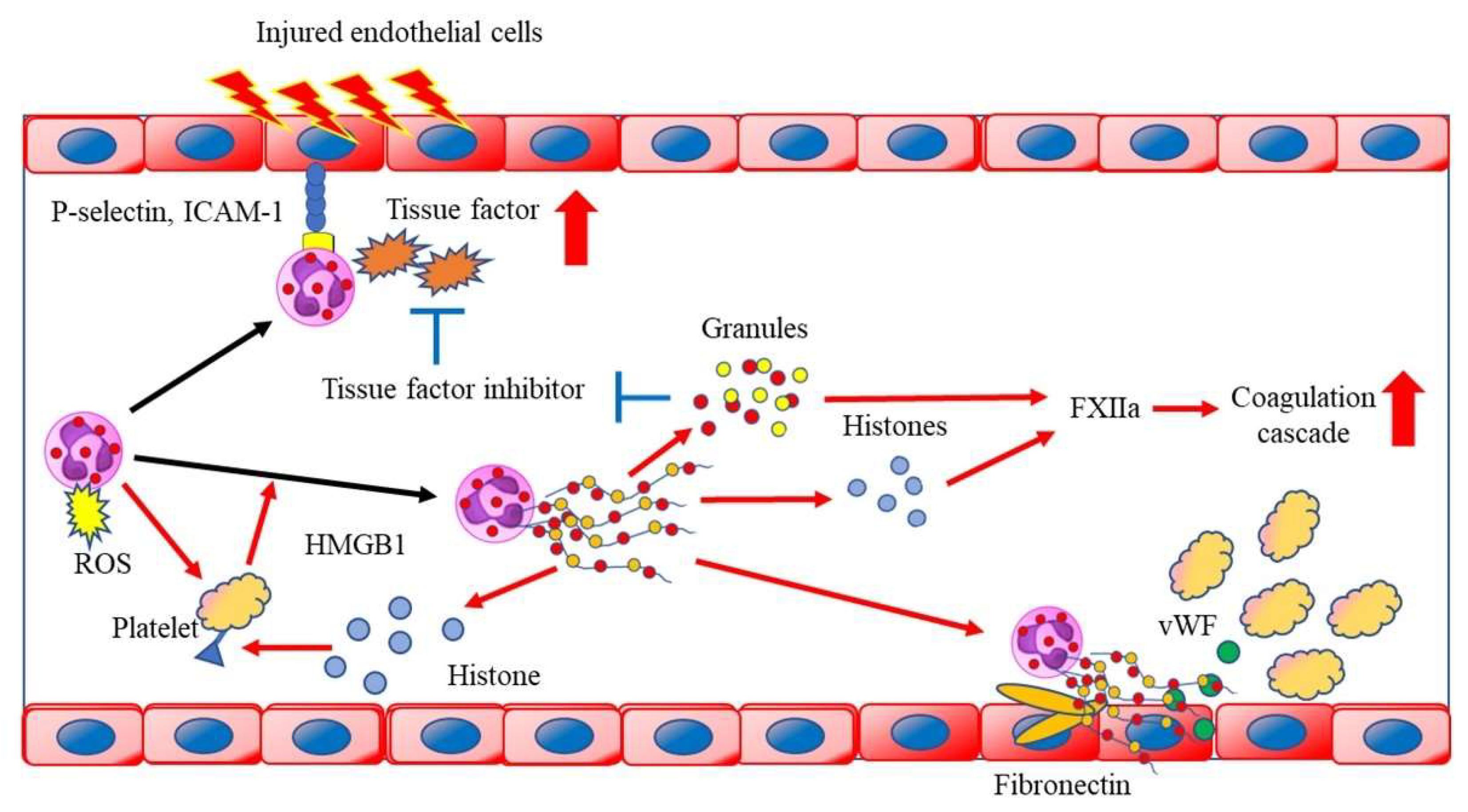 Biomedicines 10 01850 g002