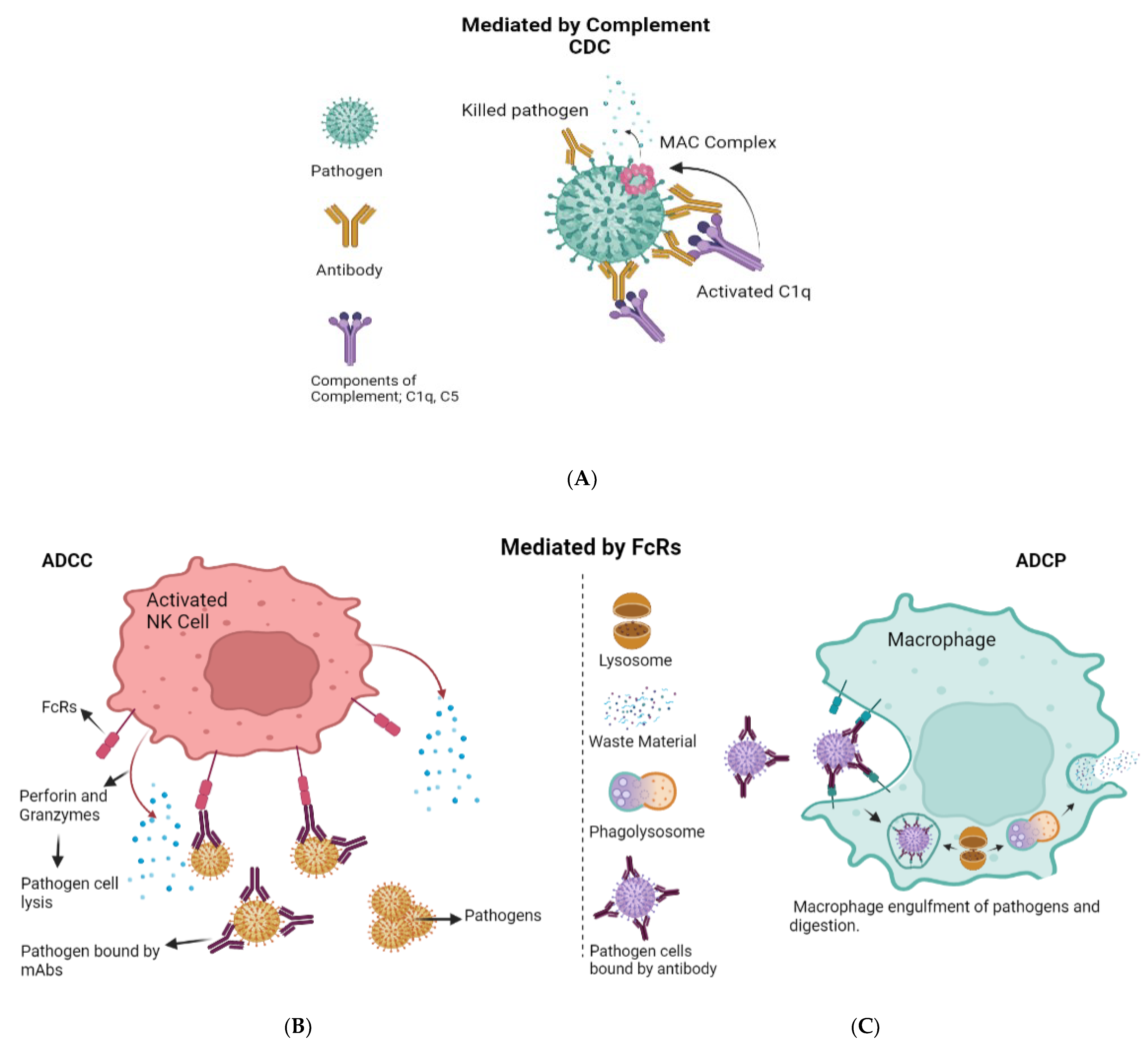 Biomedicines 10 01861 g001