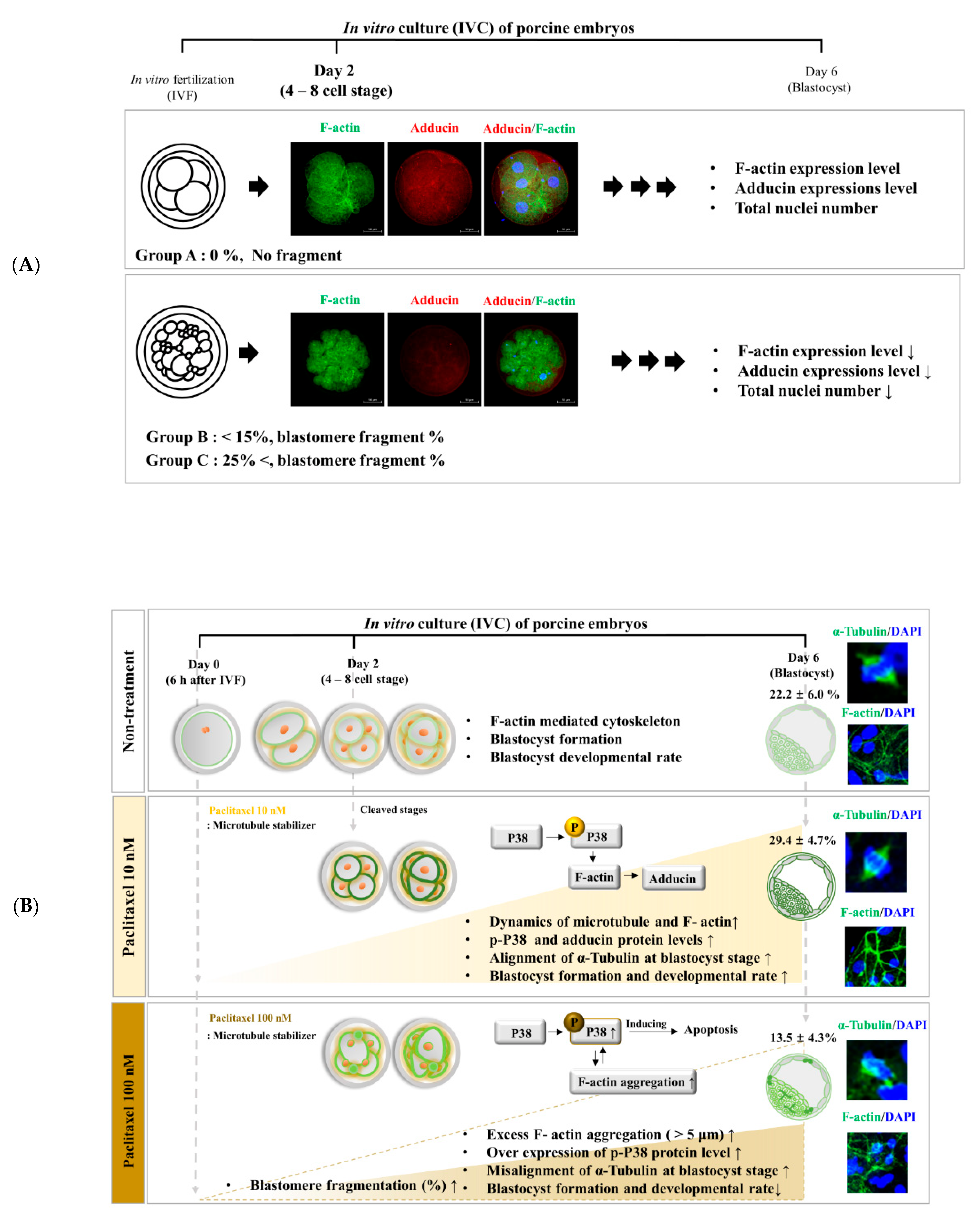 Biomedicines 10 01867 g006
