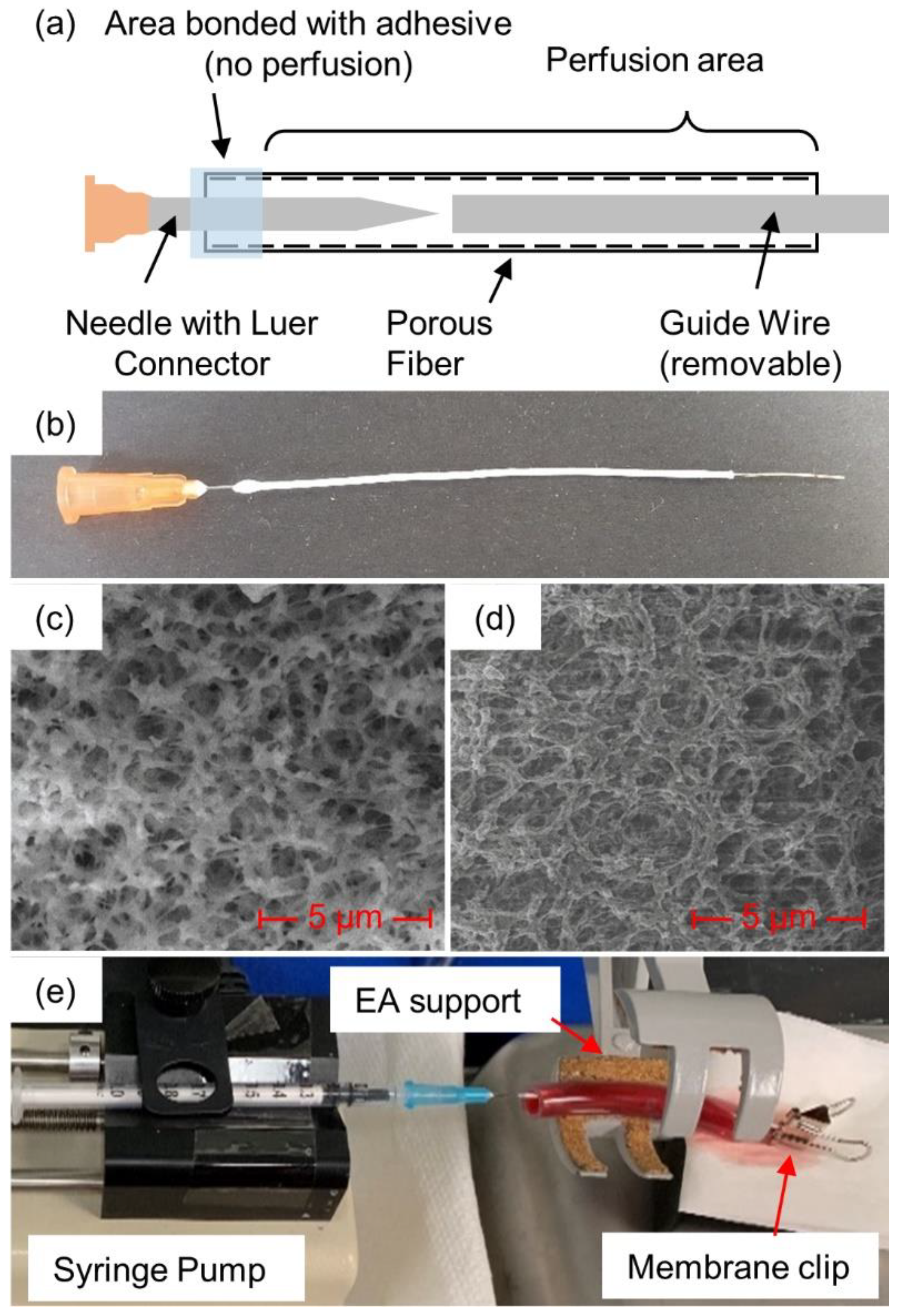 Biomedicines 10 01870 g001