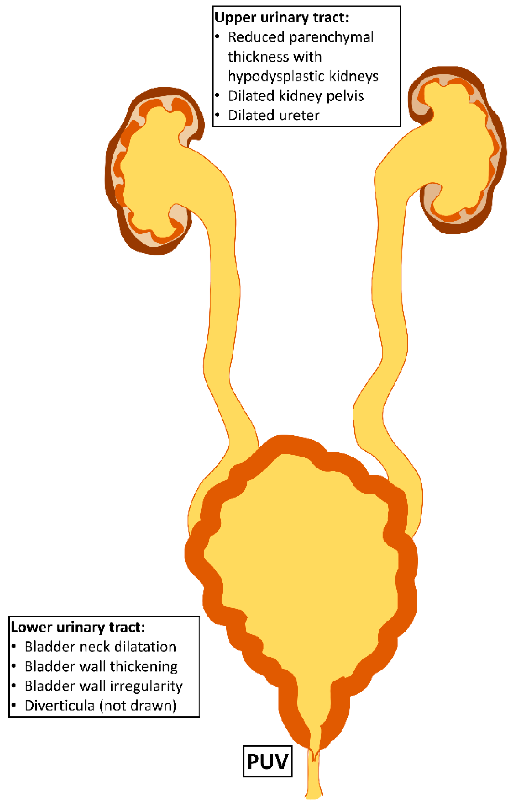 Biomedicines 10 01894 g001