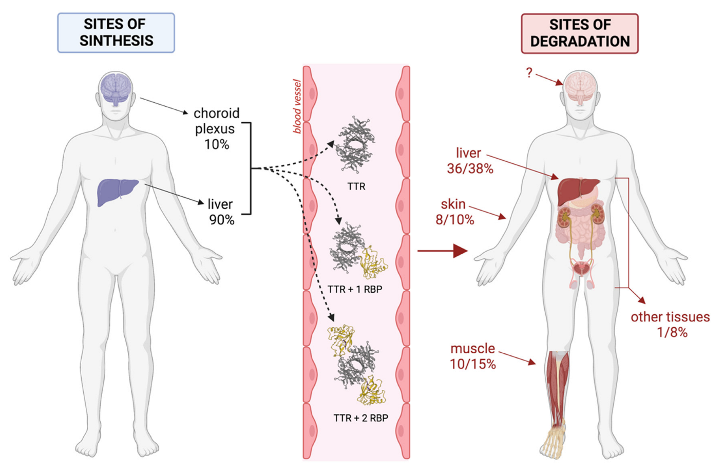 Biomedicines 10 01906 g006