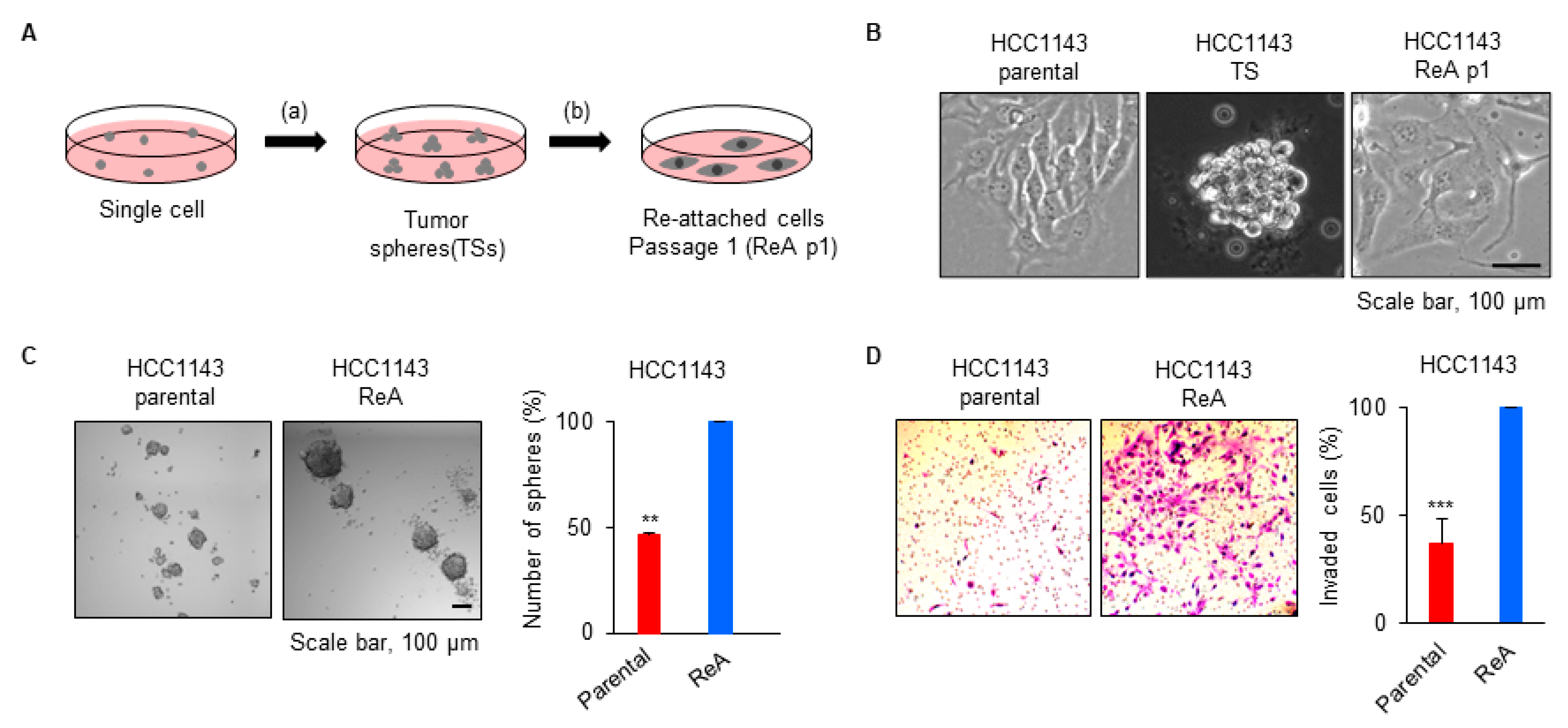 Biomedicines 10 01908 g001