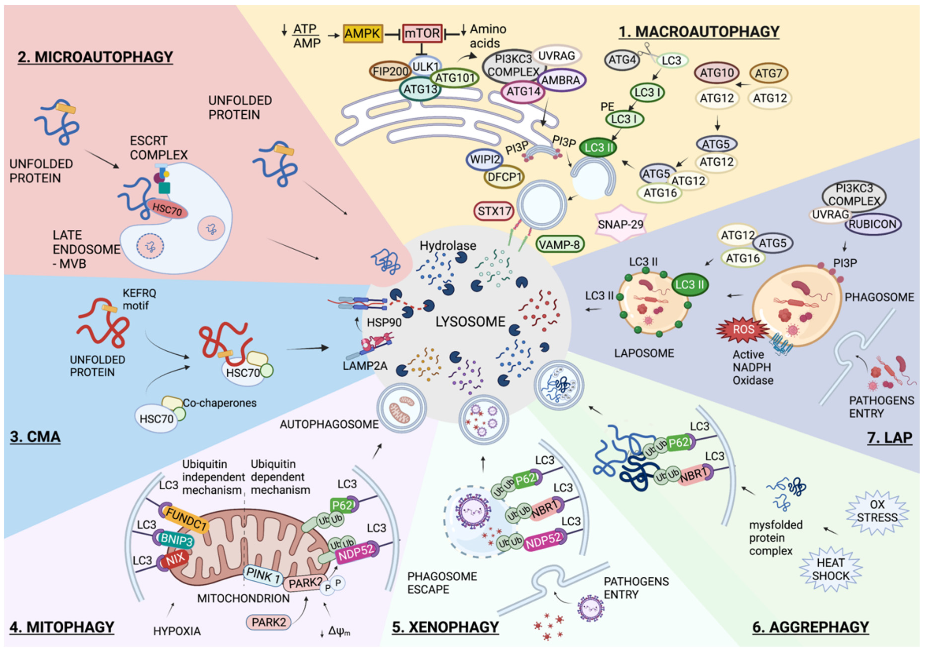 Biomedicines 10 01944 g001