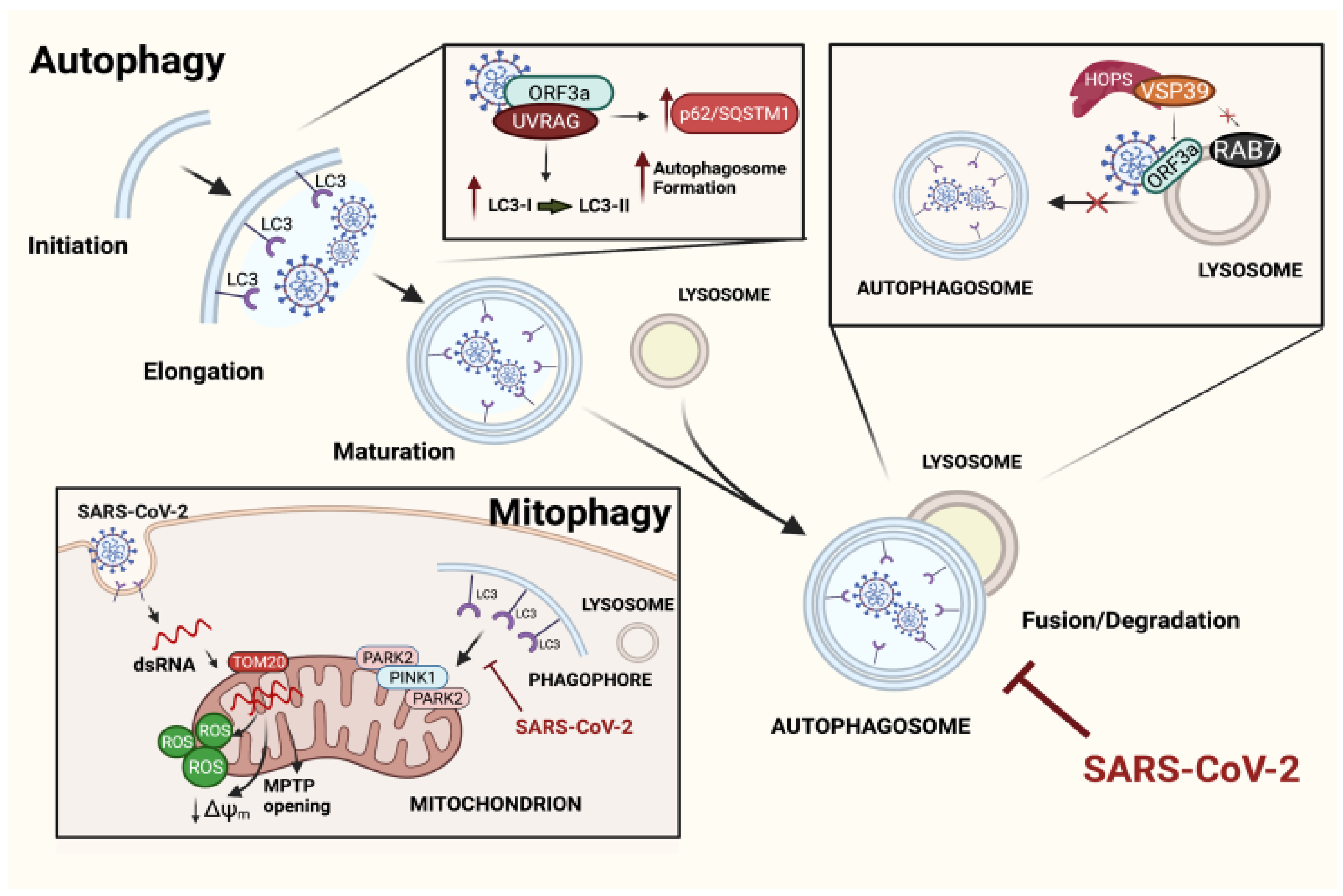 Biomedicines 10 01944 g002