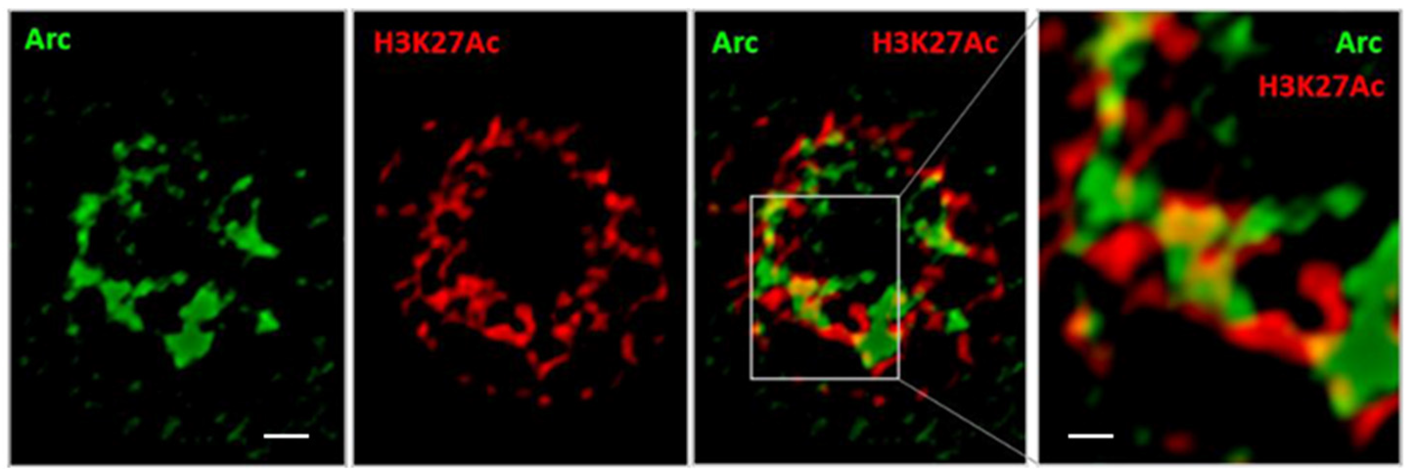 Biomedicines 10 01946 g004