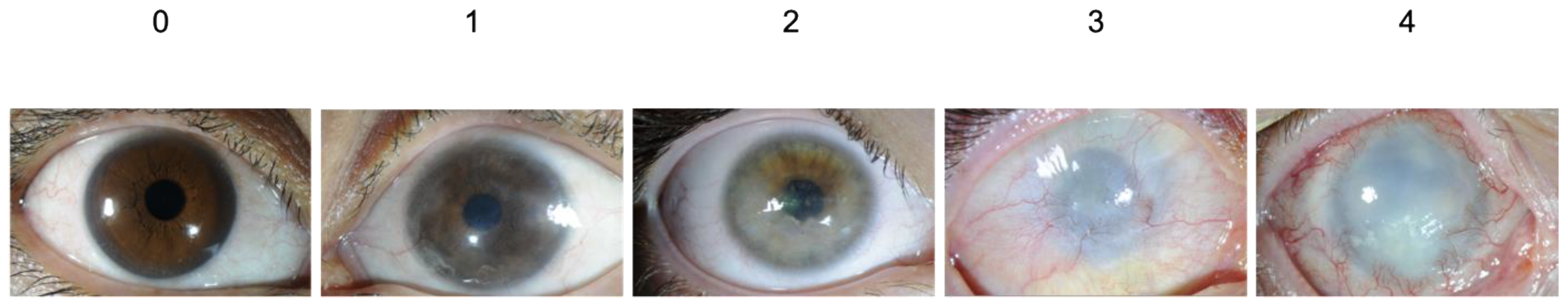 Biomedicines 10 01958 g001