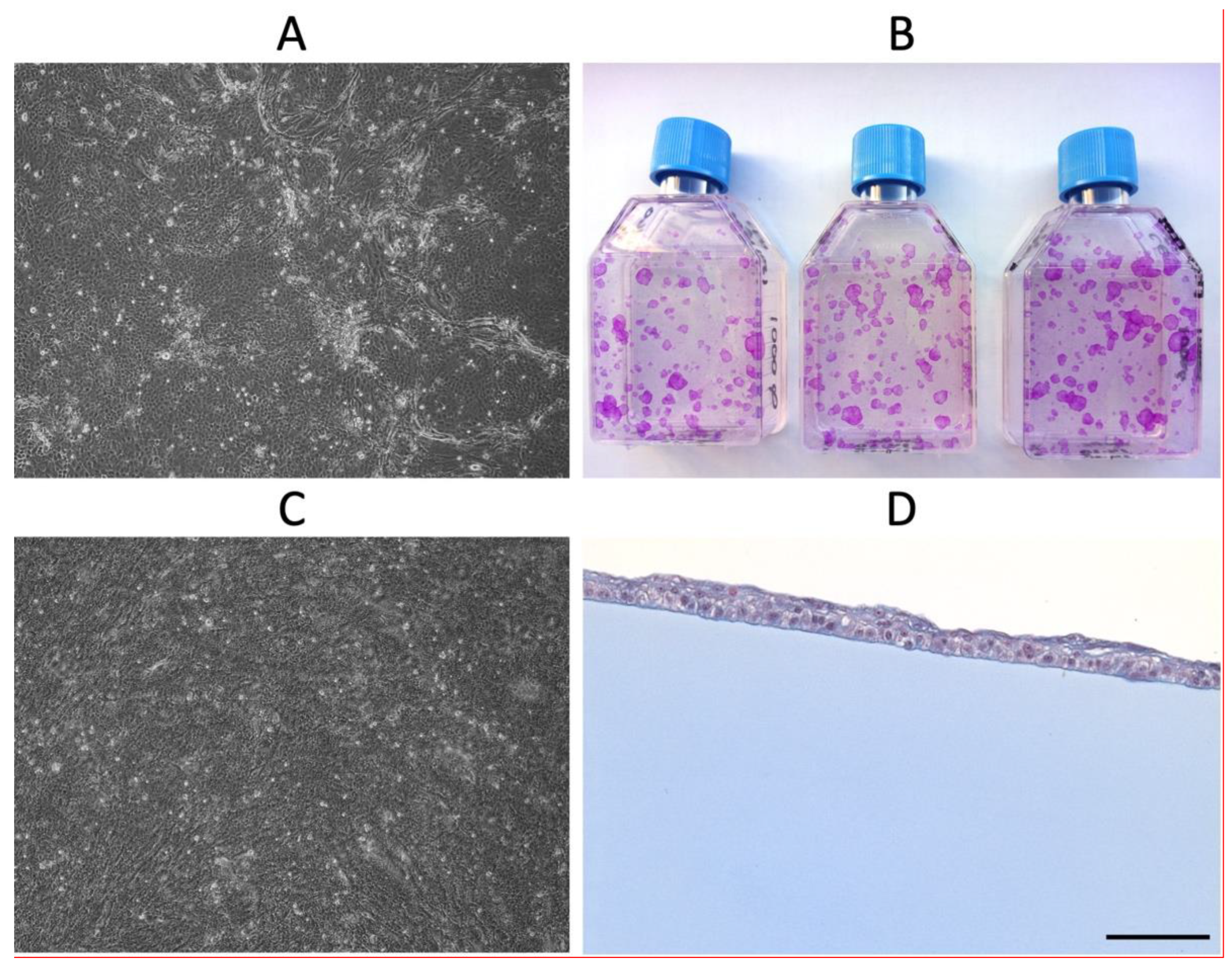 Biomedicines 10 01958 g004