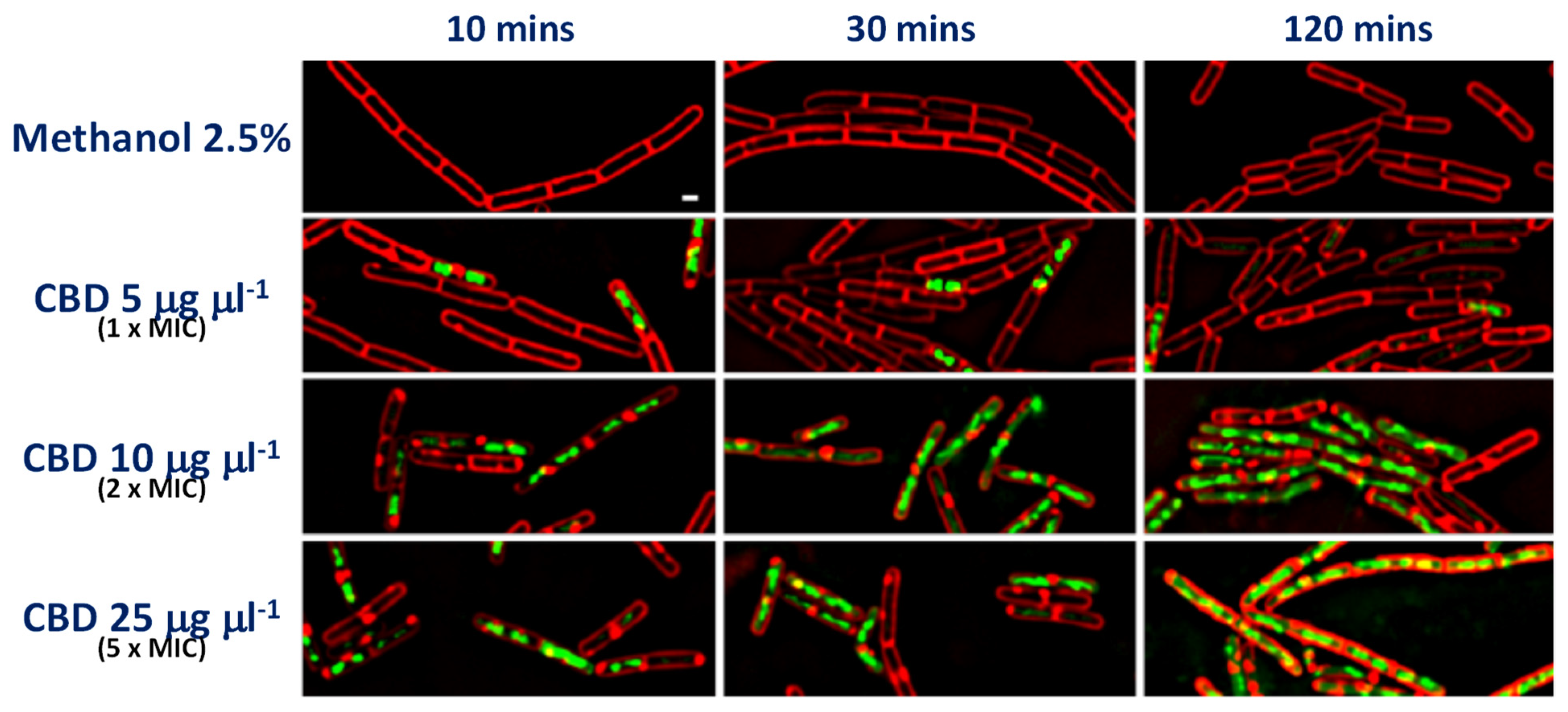 Biomedicines 10 01959 g002