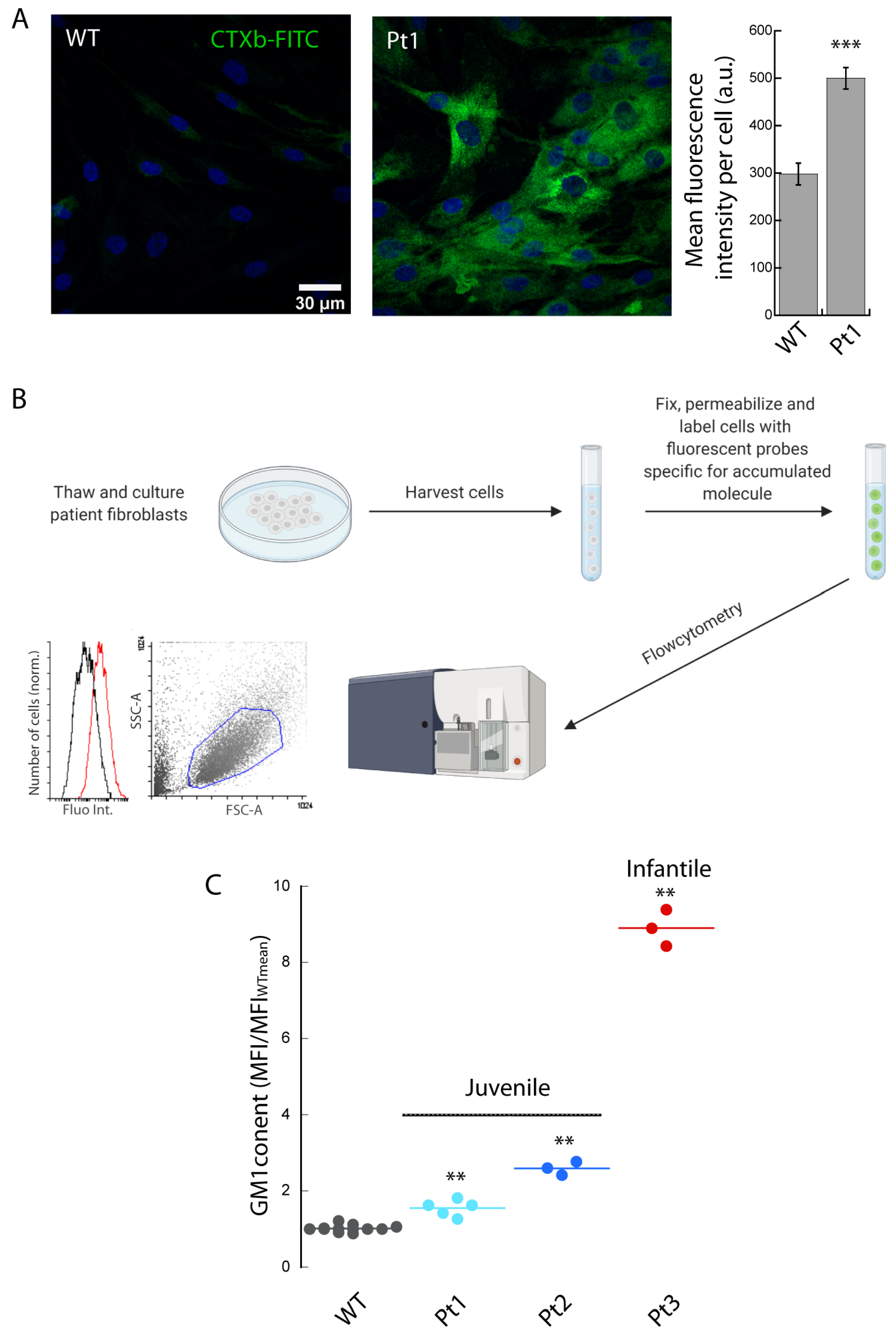Biomedicines 10 01962 g001