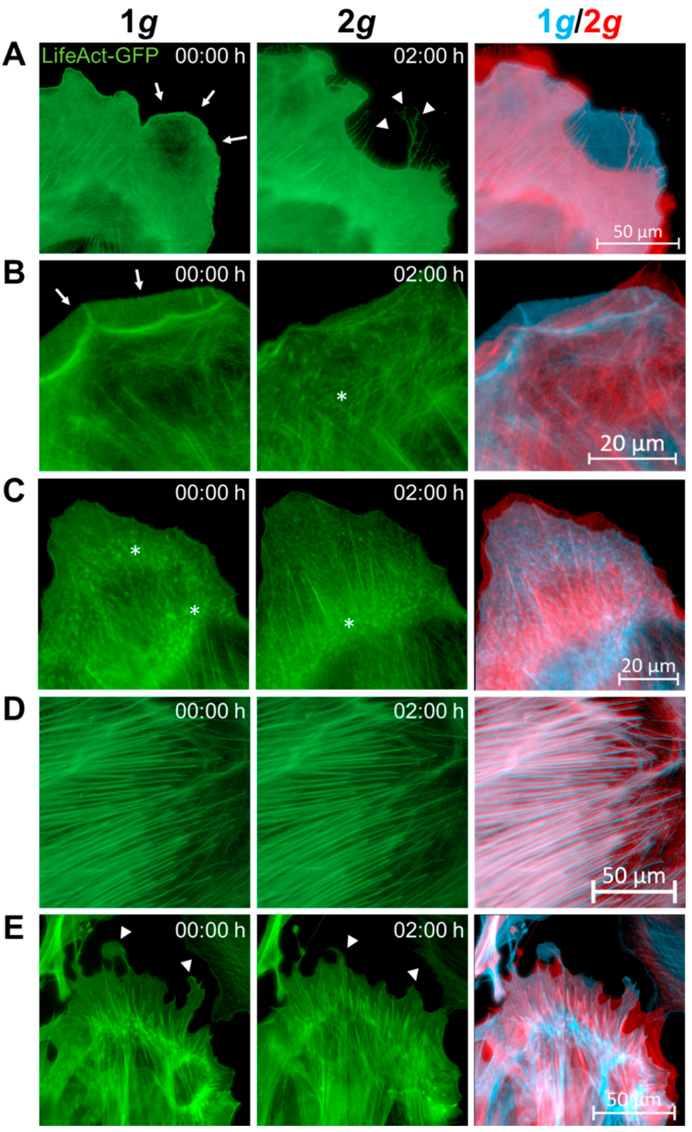 Biomedicines 10 01966 g006