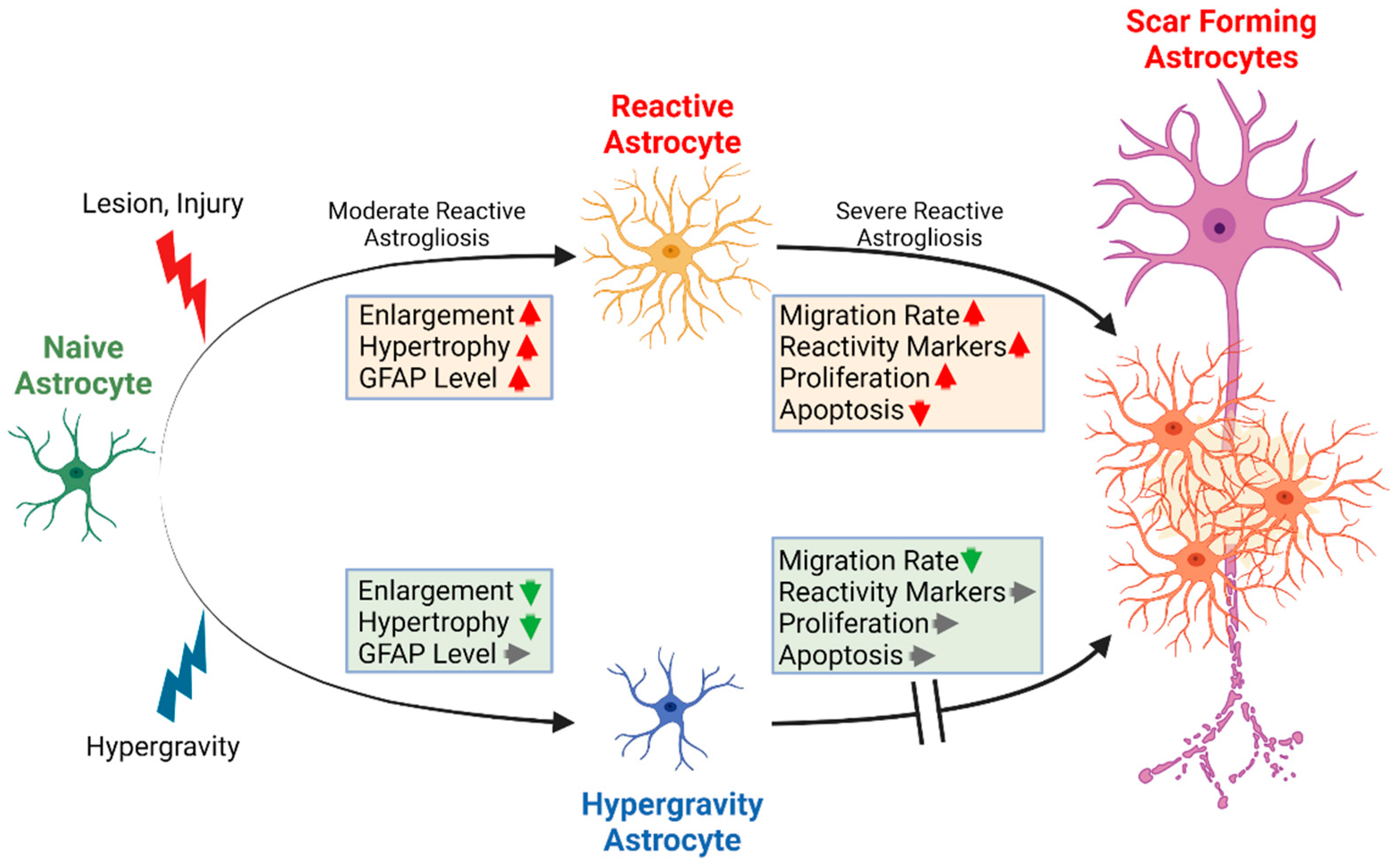 Biomedicines 10 01966 g012