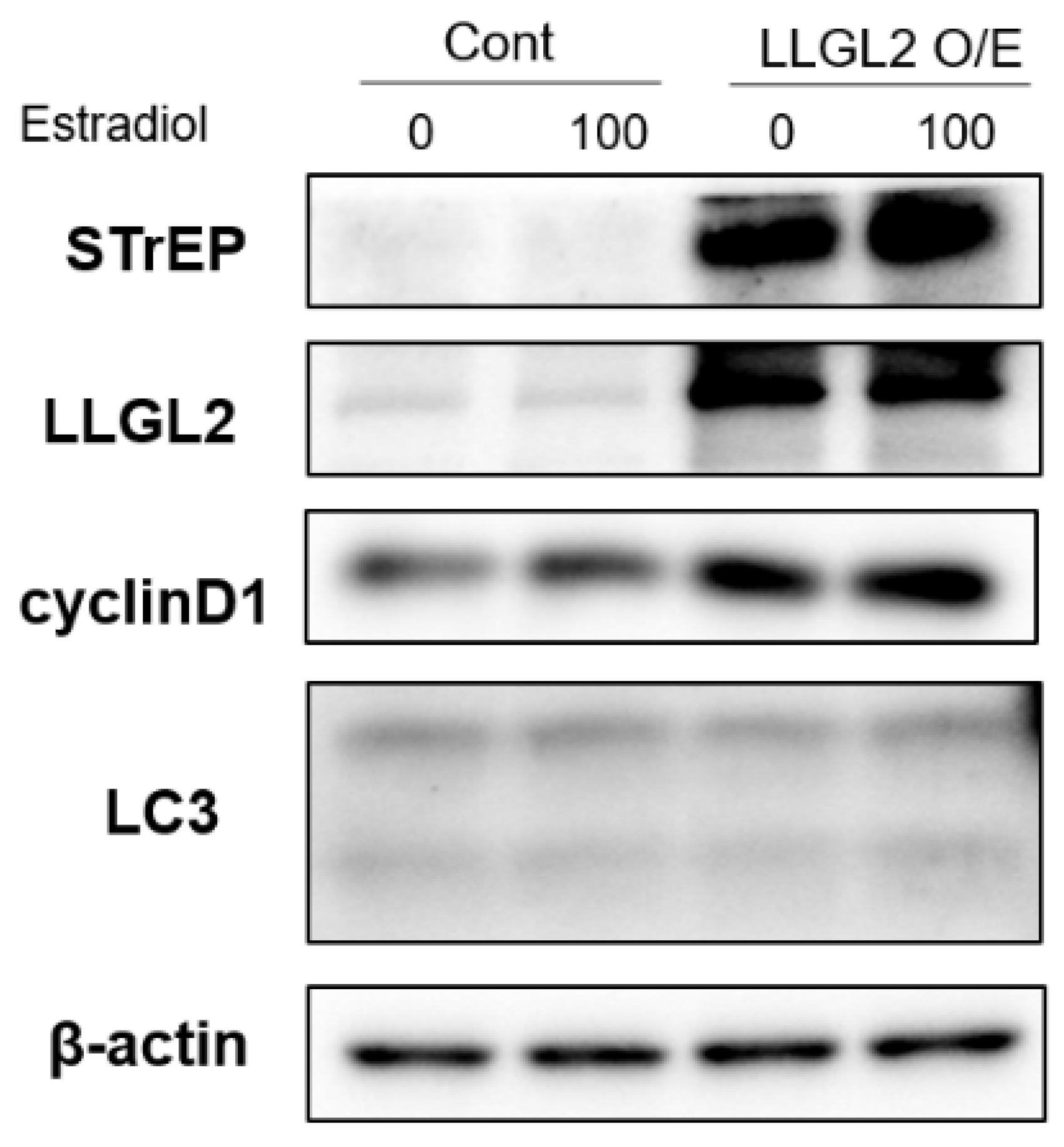 Biomedicines 10 01981 g005