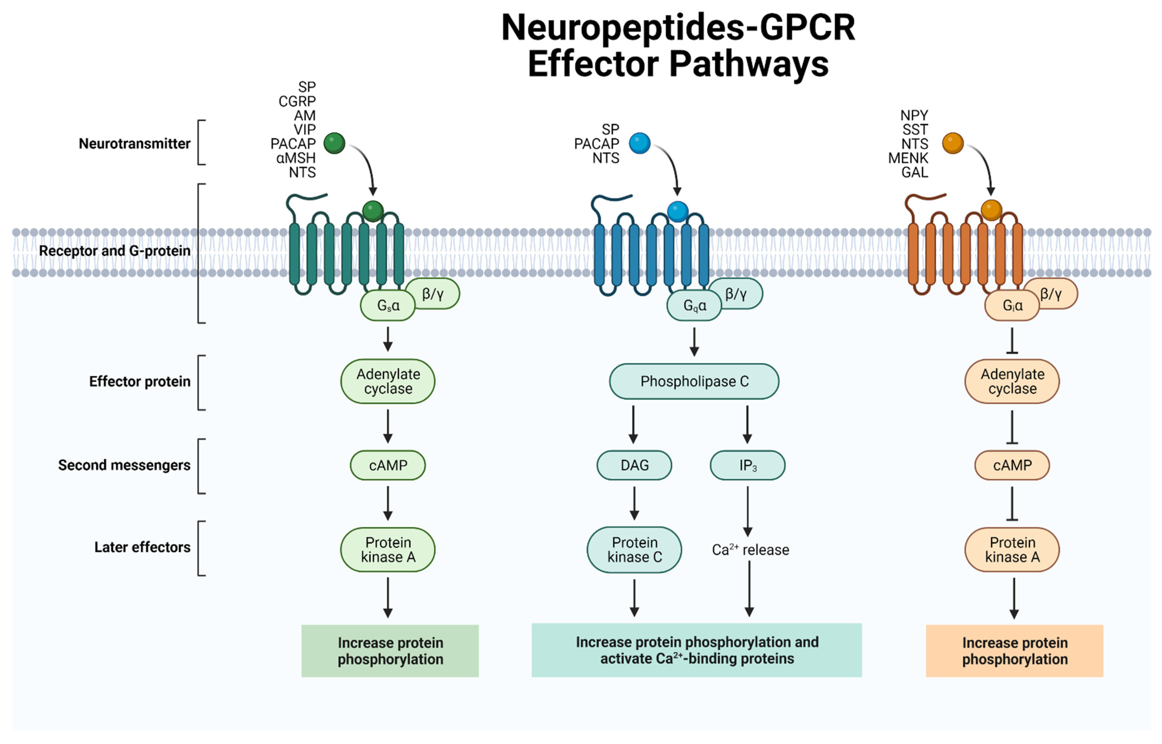 Biomedicines 10 01985 g001