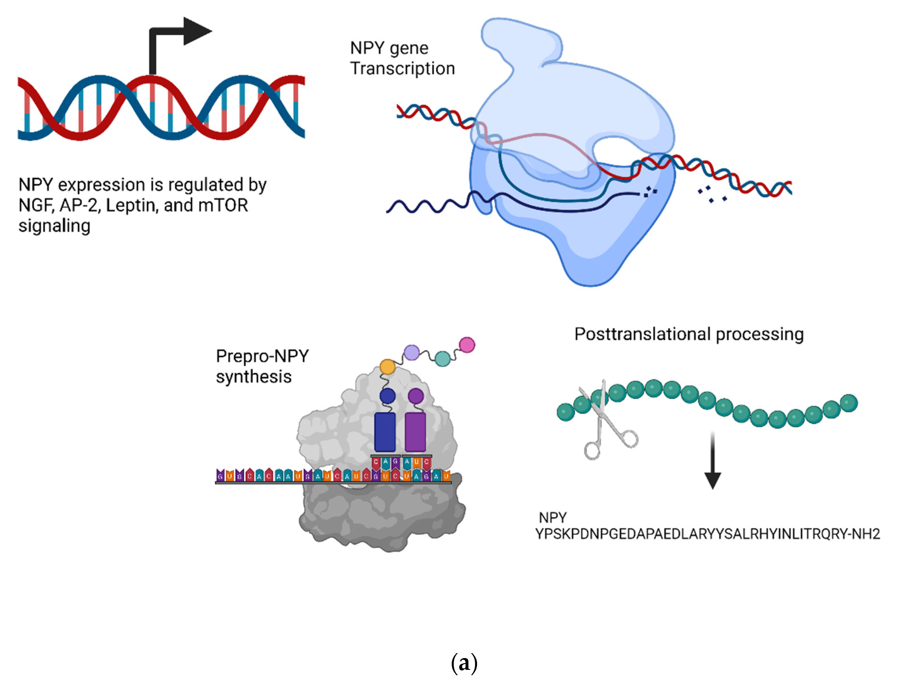 Biomedicines 10 01985 g007a