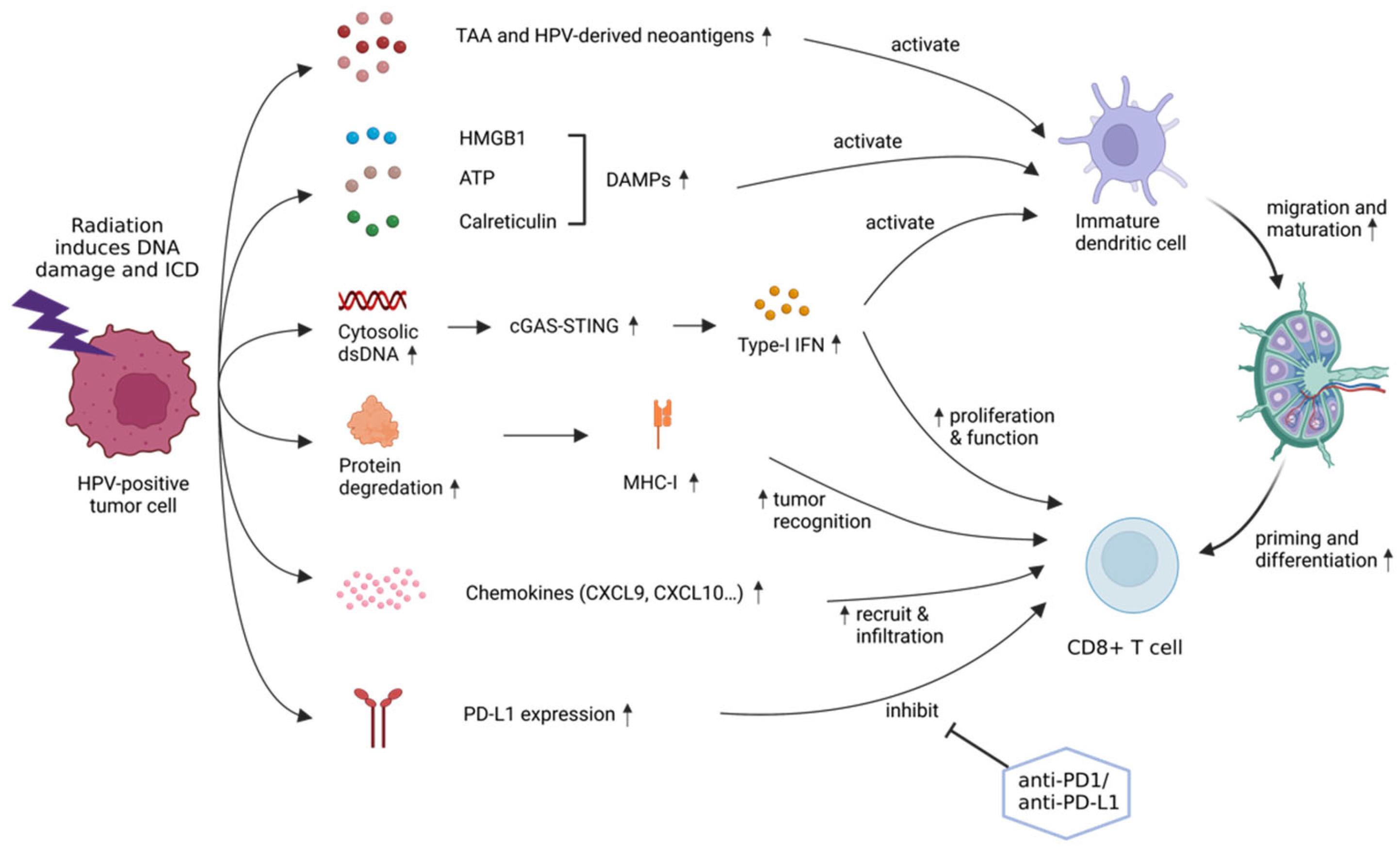 Biomedicines 10 01990 g002
