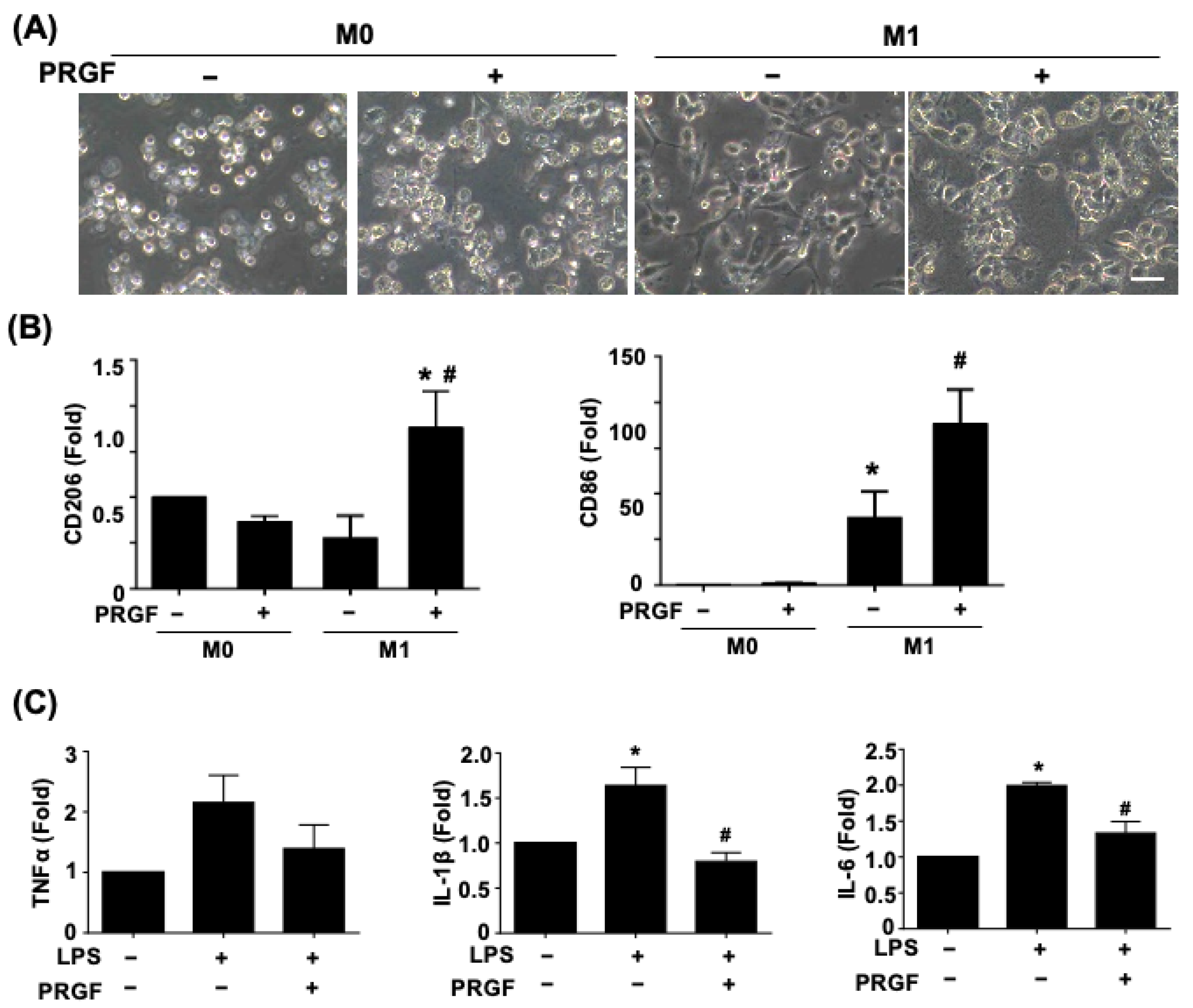 Biomedicines 10 01991 g002