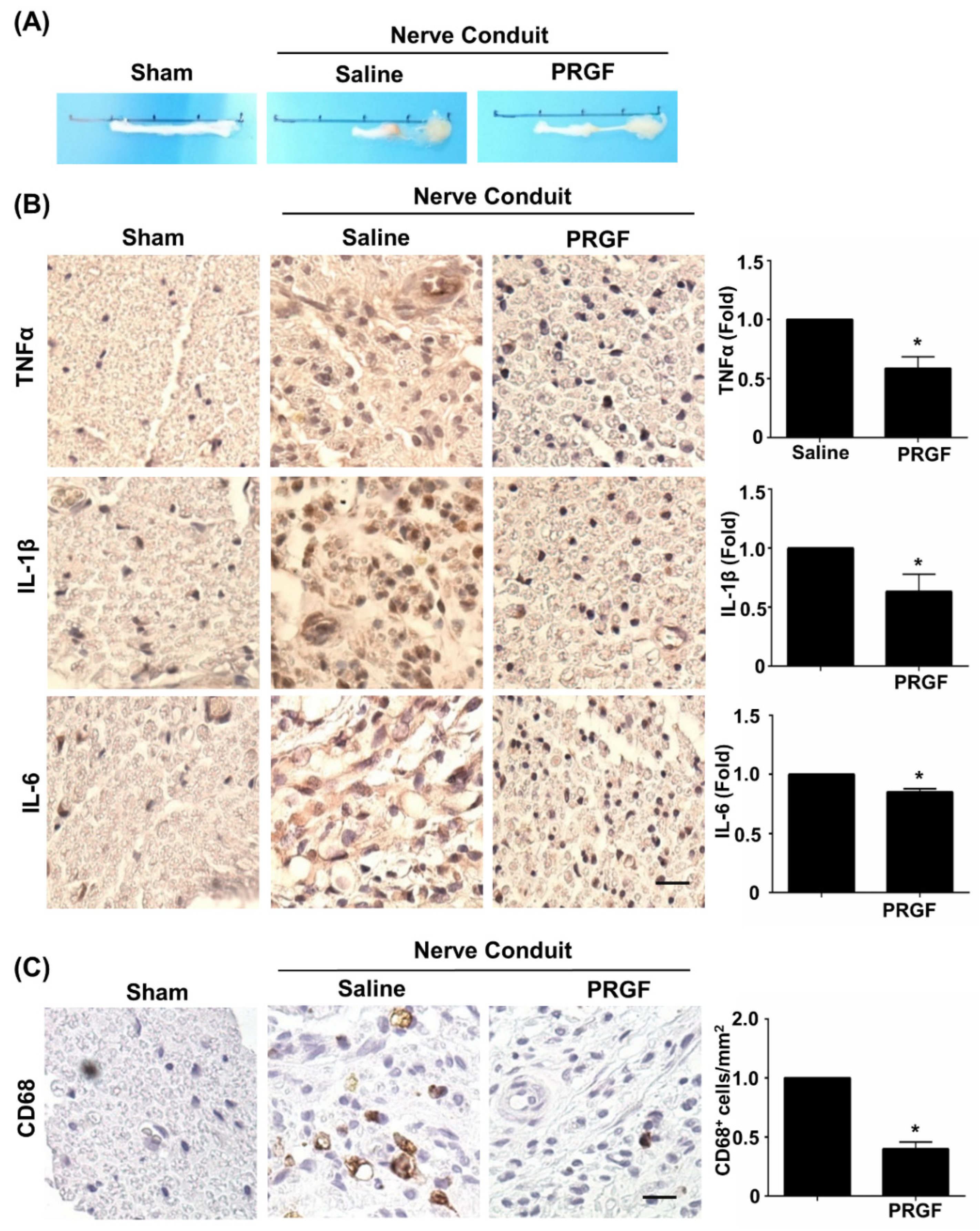 Biomedicines 10 01991 g003