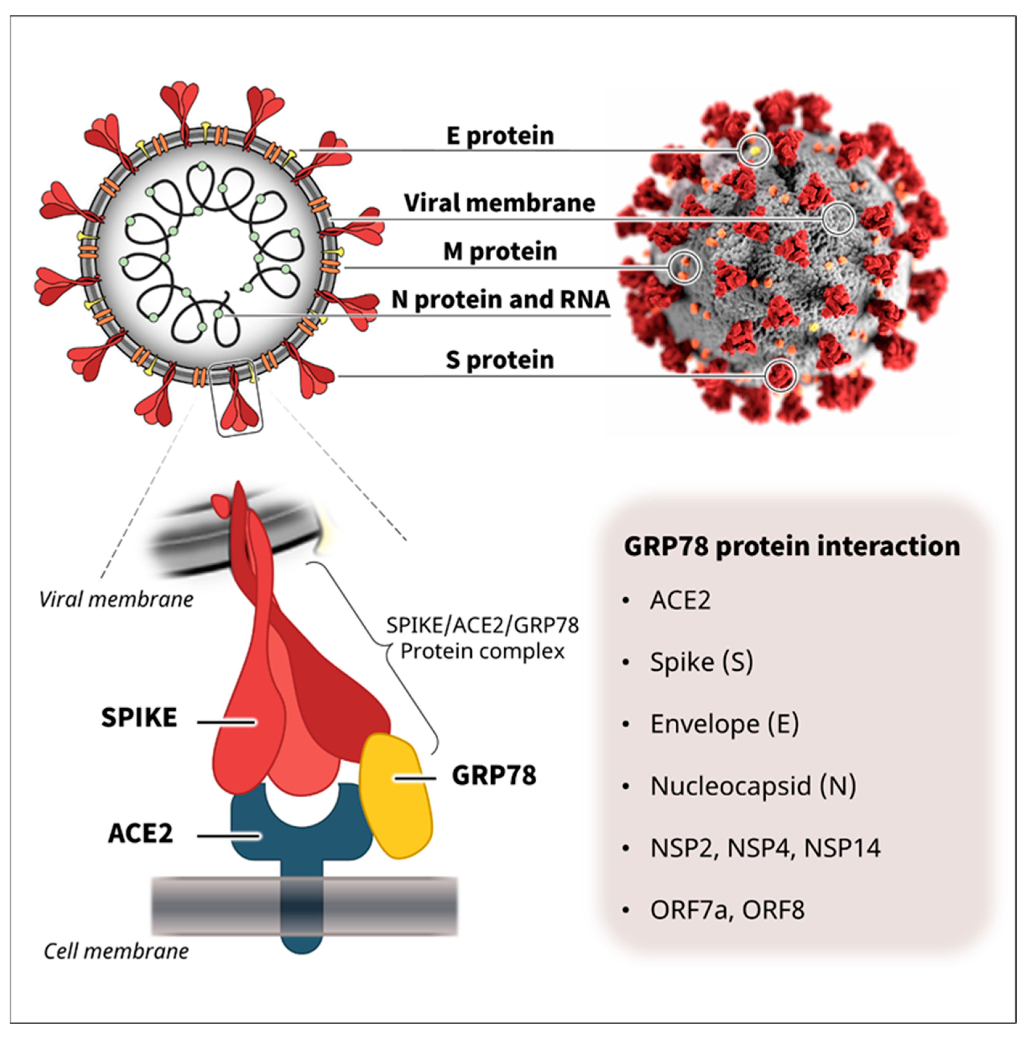 Biomedicines 10 01995 g001