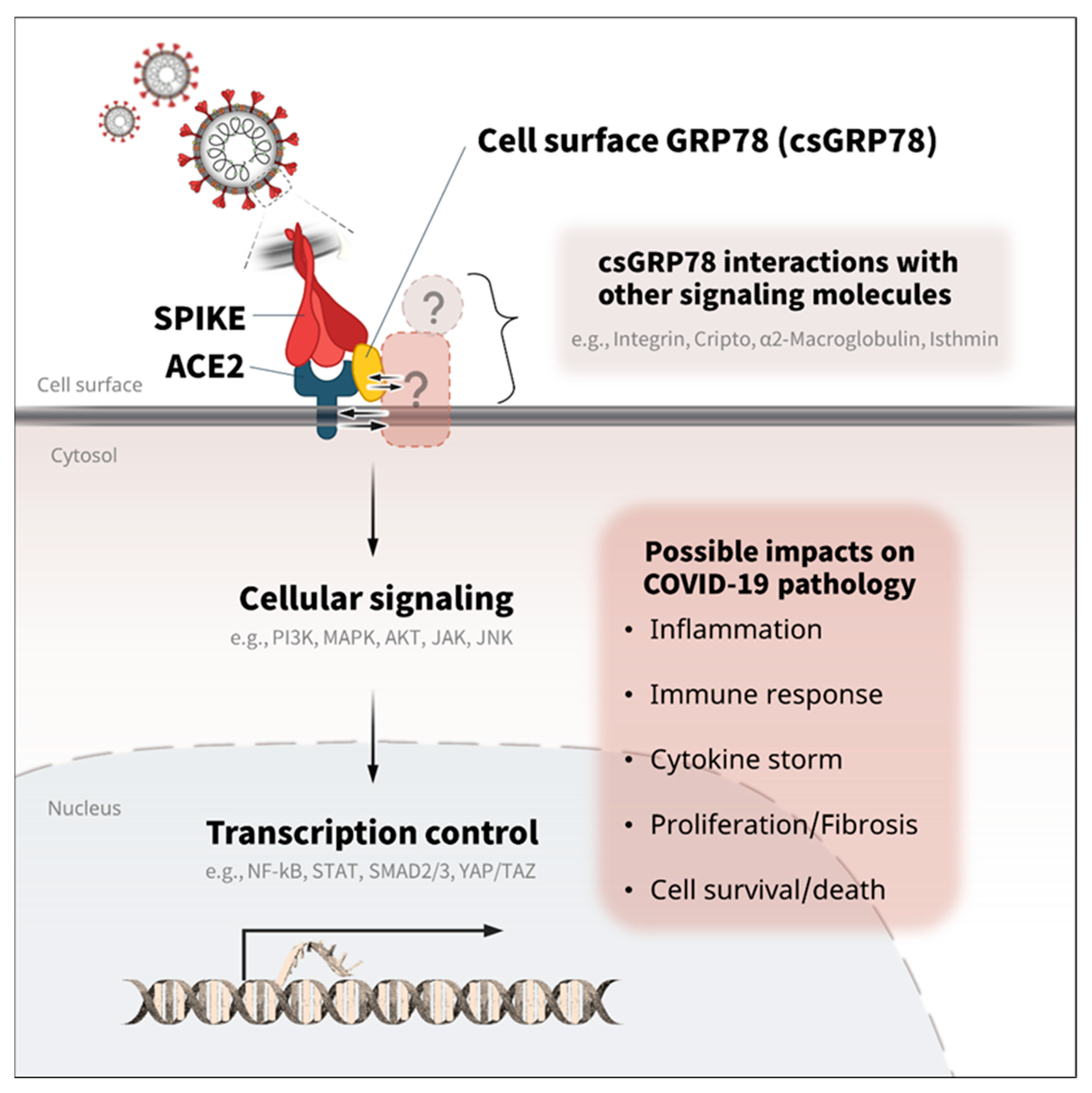 Biomedicines 10 01995 g003