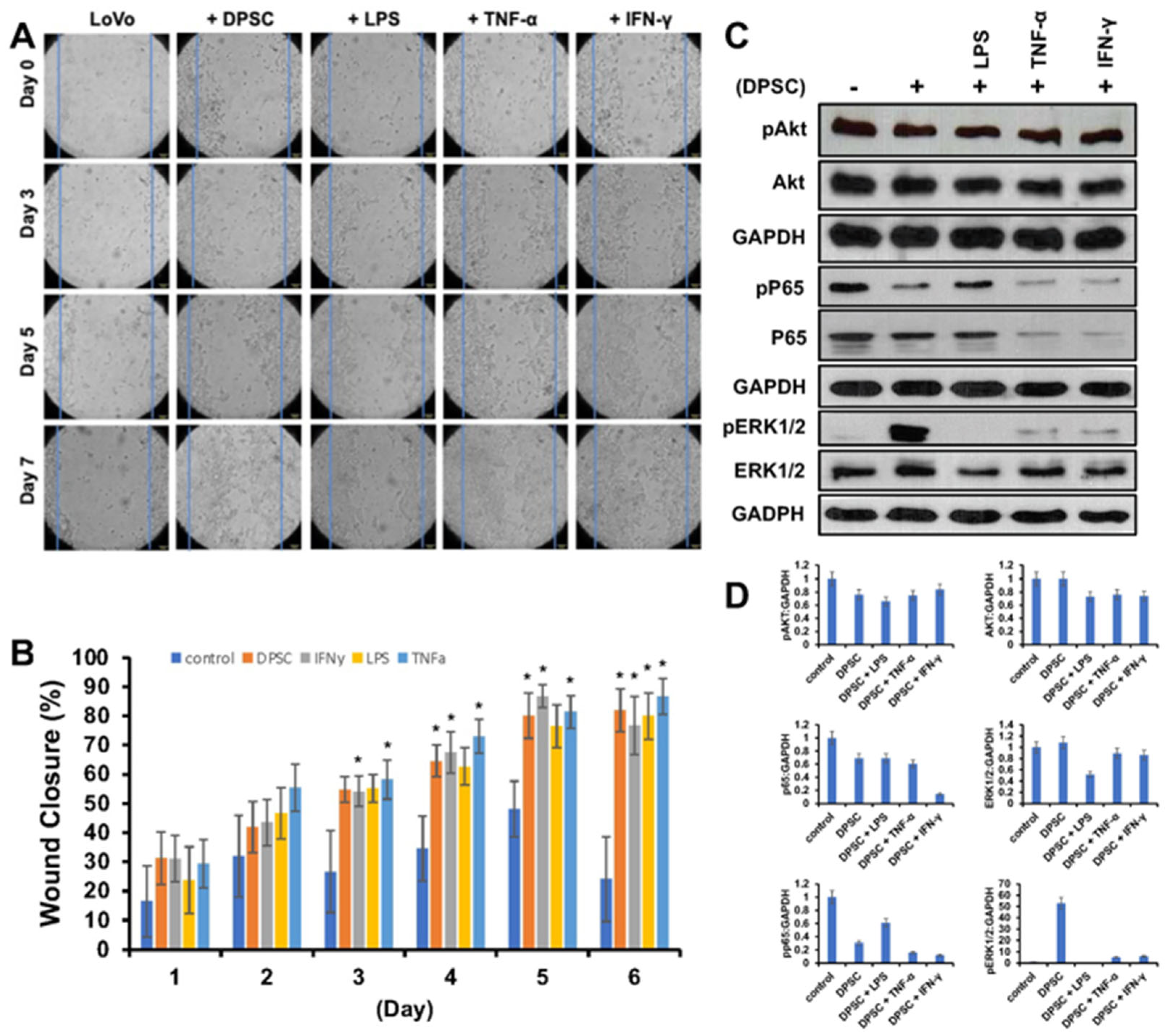 Biomedicines 10 01999 g004