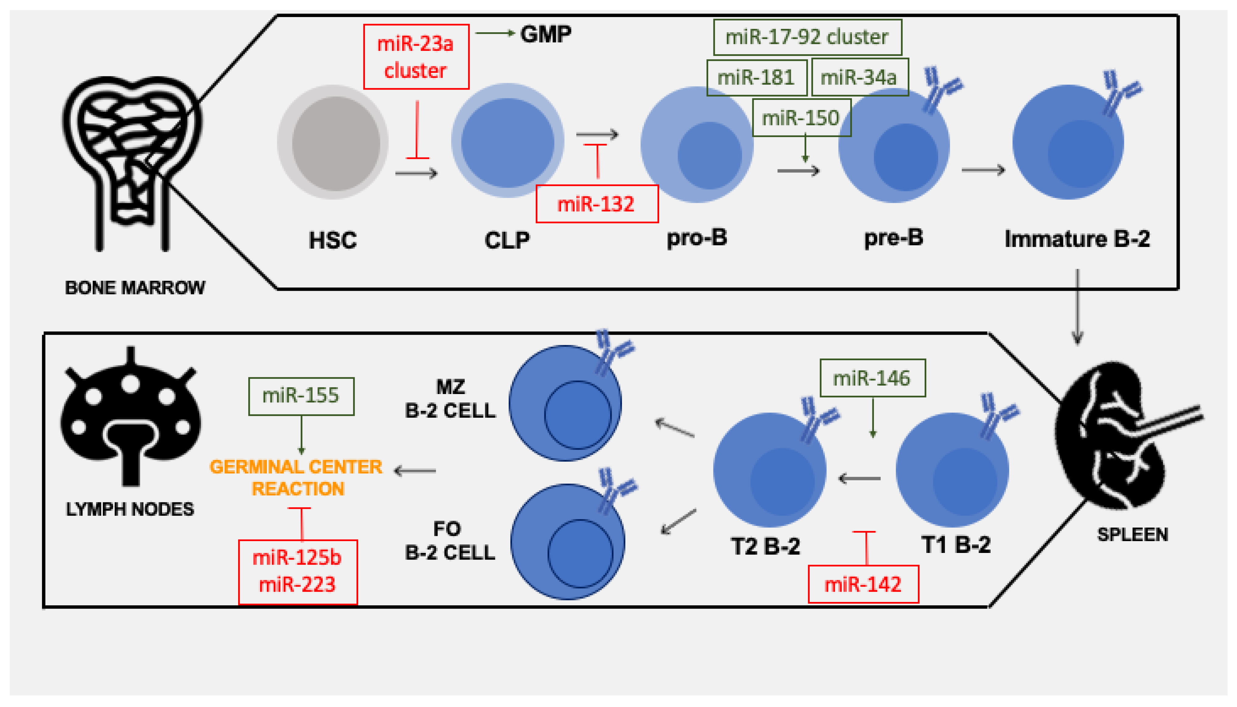 Biomedicines 10 02004 g001