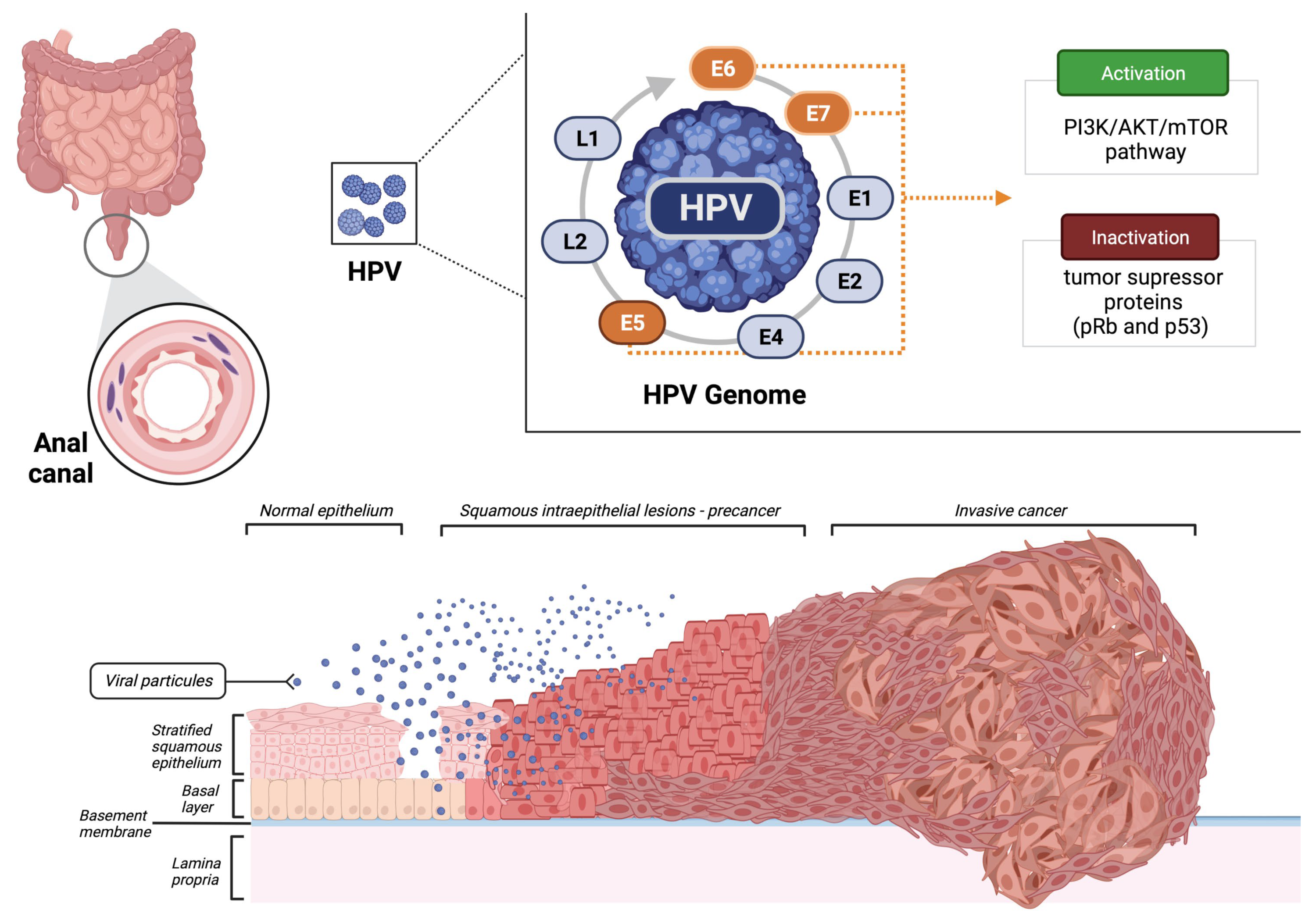 Biomedicines 10 02029 g001