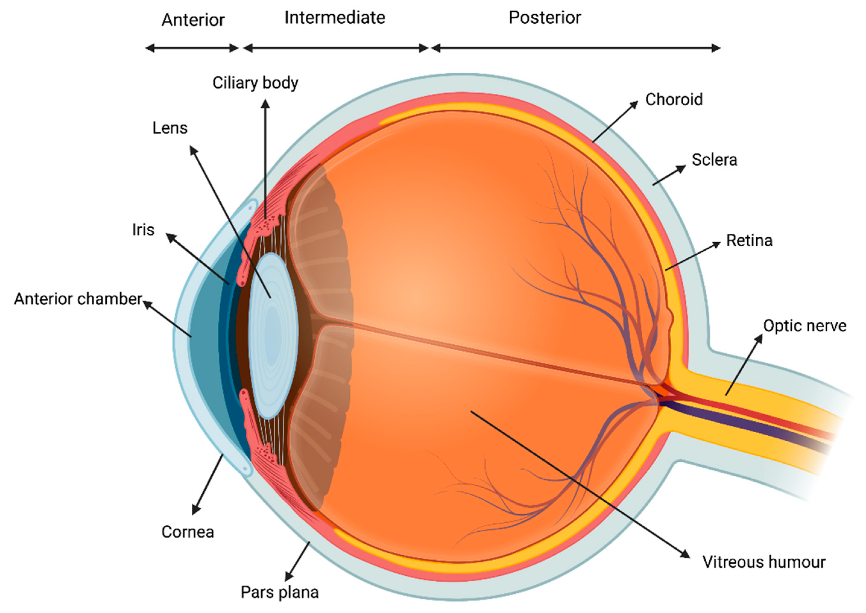 Biomedicines 10 02041 g001