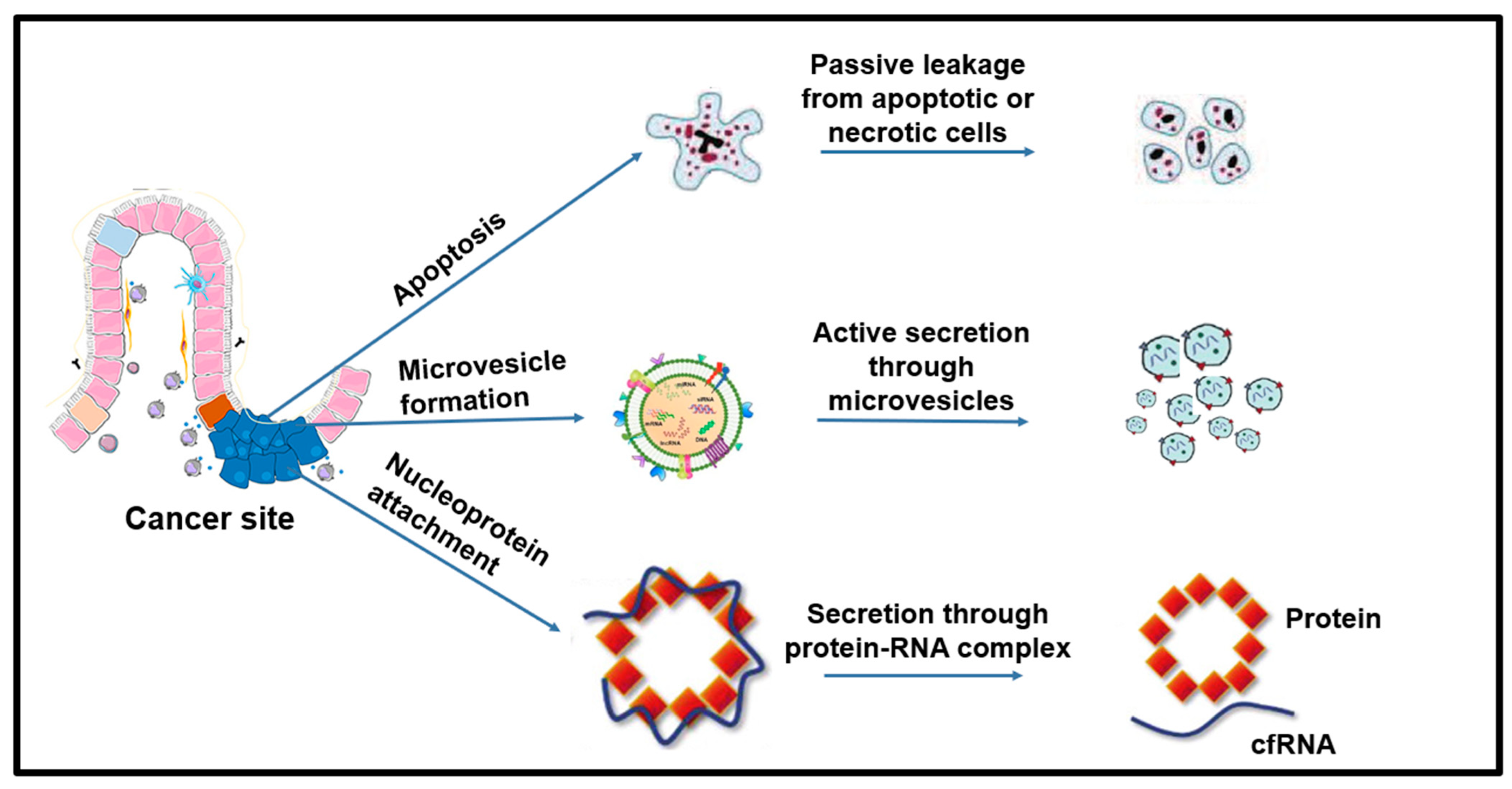 Biomedicines 10 02047 g002
